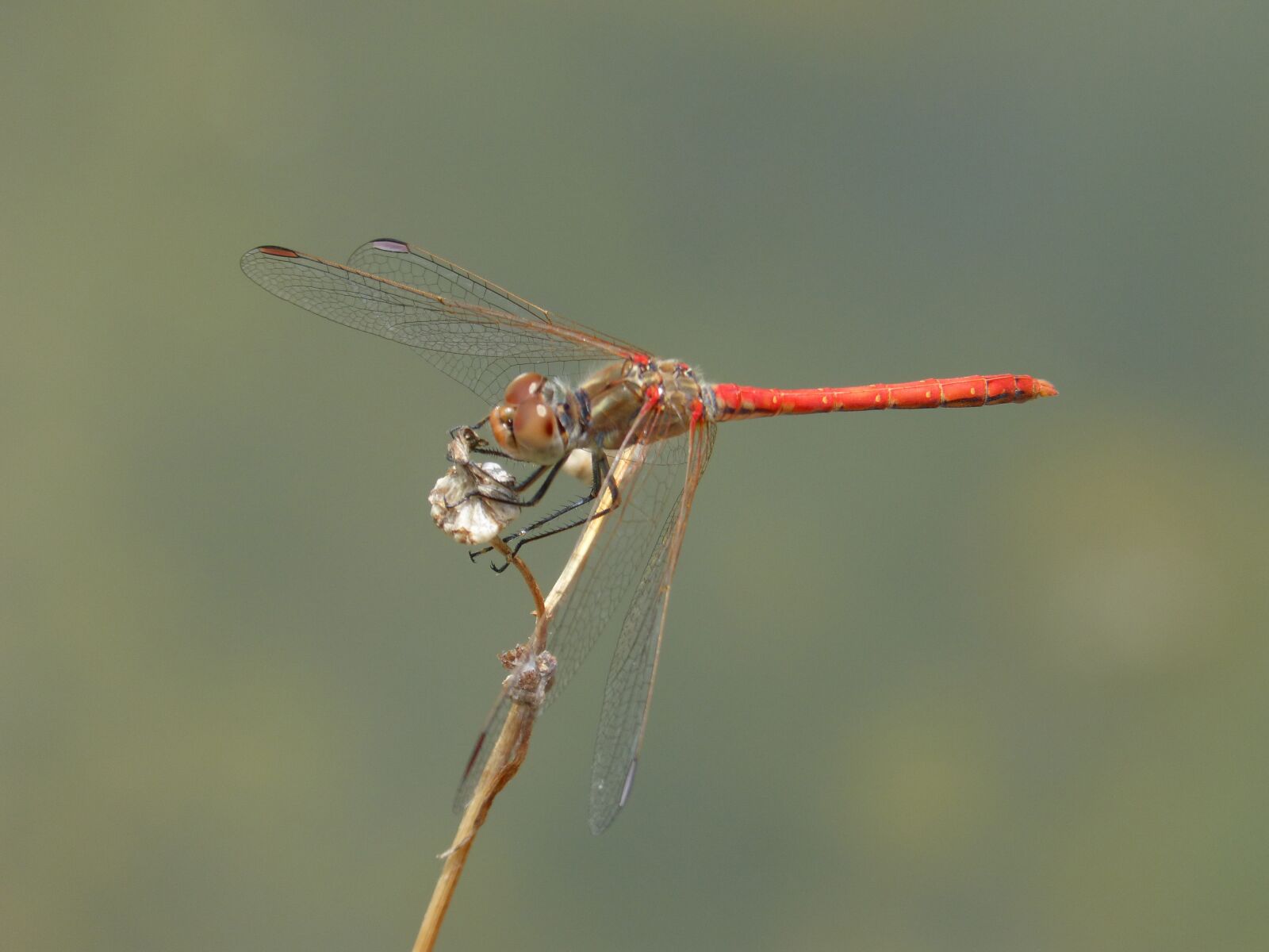 Panasonic DMC-FZ62 sample photo. Dragonfly, red dragonfly, insects photography