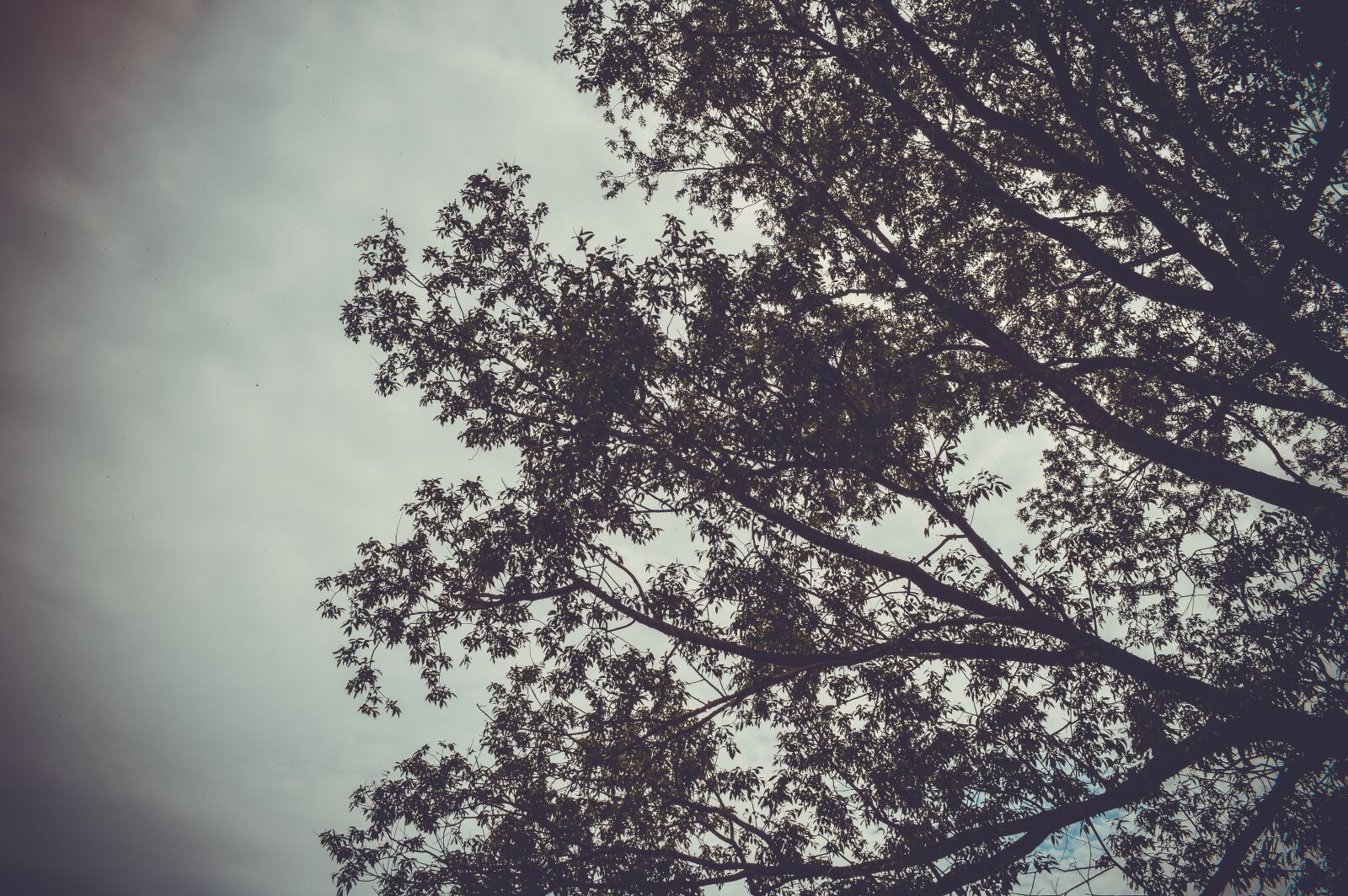 Nikon D3200 sample photo. Branch, sky, depression photography