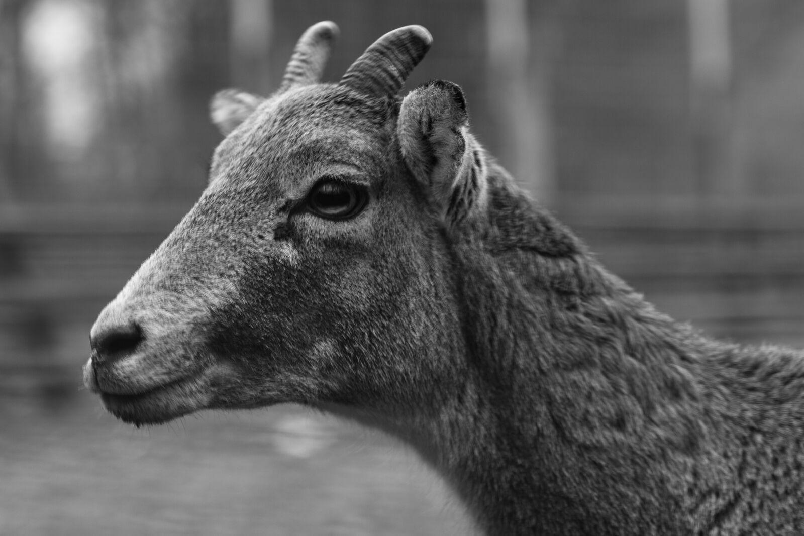 Canon EOS 600D (Rebel EOS T3i / EOS Kiss X5) sample photo. Black and white, wild photography