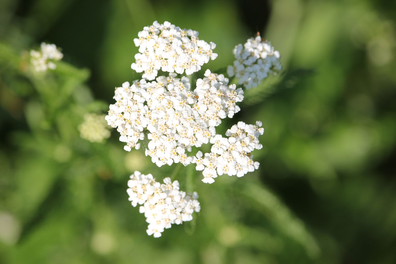 Canon EOS 550D (EOS Rebel T2i / EOS Kiss X4) sample photo. Yarrow, blooming, flower photography