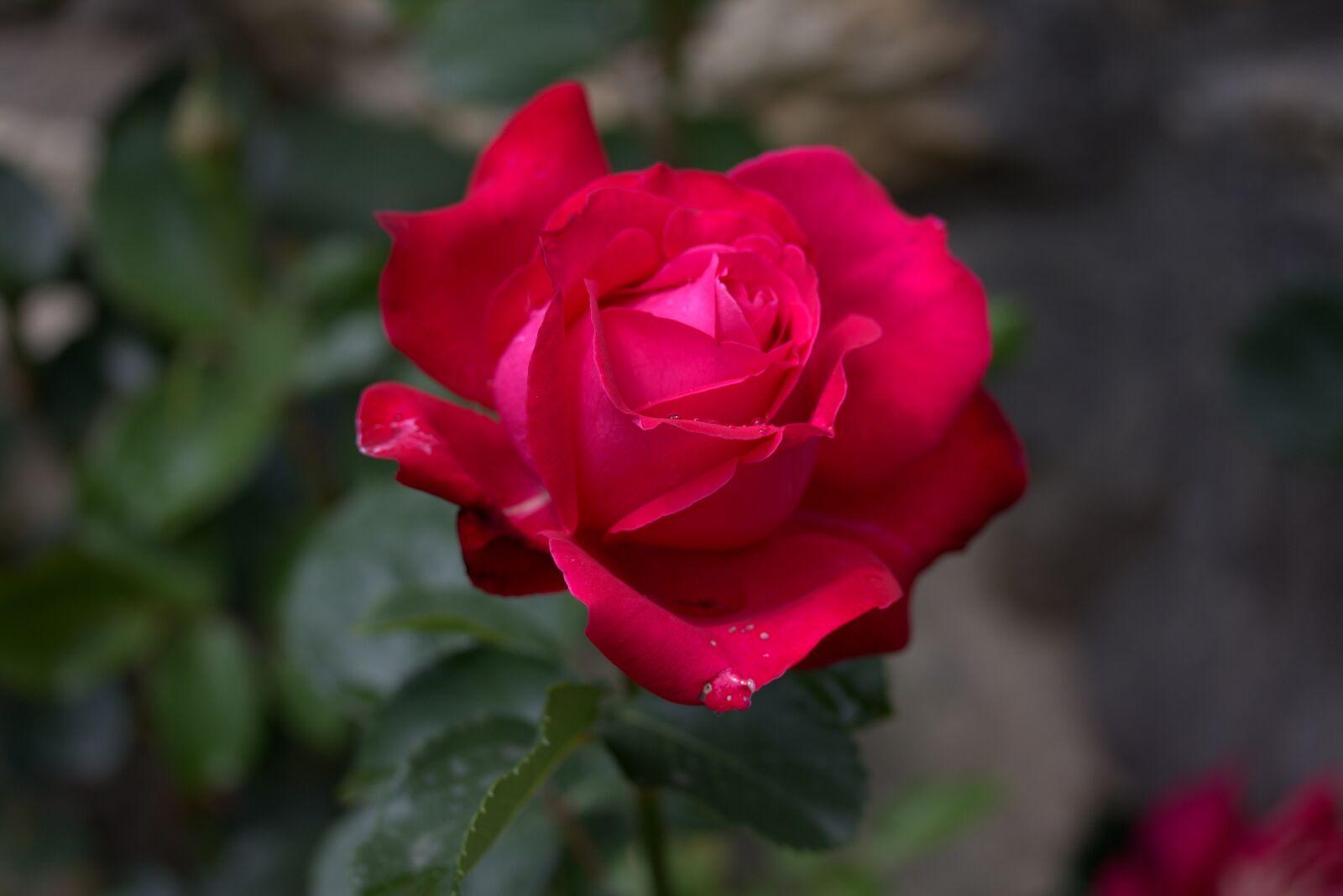 Canon EF-S 60mm F2.8 Macro USM sample photo. Rose, red, flower photography