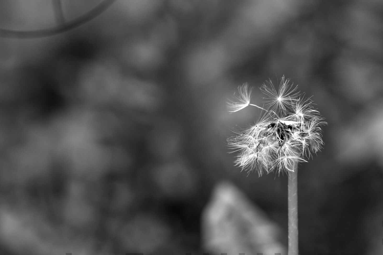 Canon EOS 7D Mark II sample photo. Dandelion, faded, spring flower photography