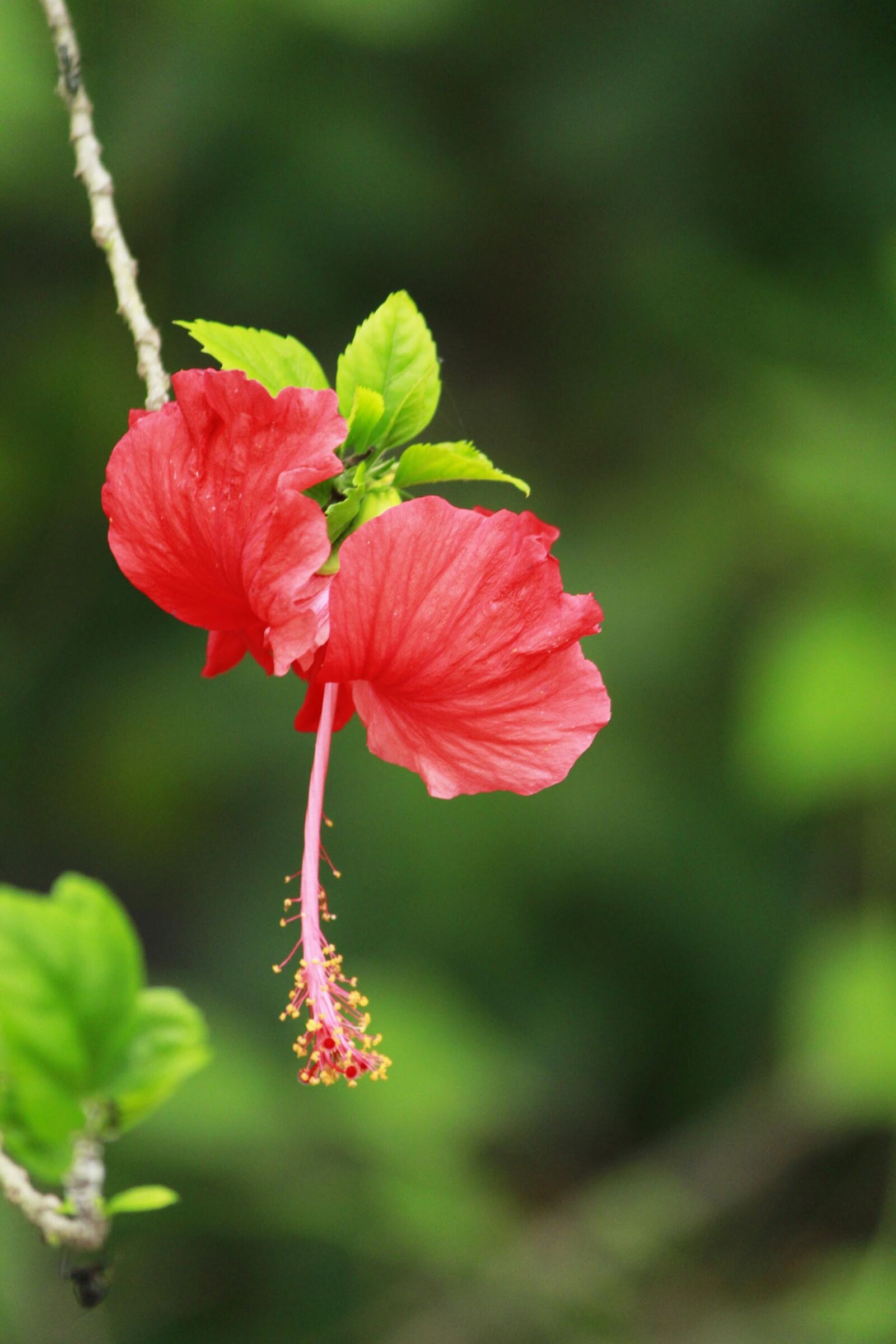Canon EOS 700D (EOS Rebel T5i / EOS Kiss X7i) sample photo. Flower, butterfly, garden photography