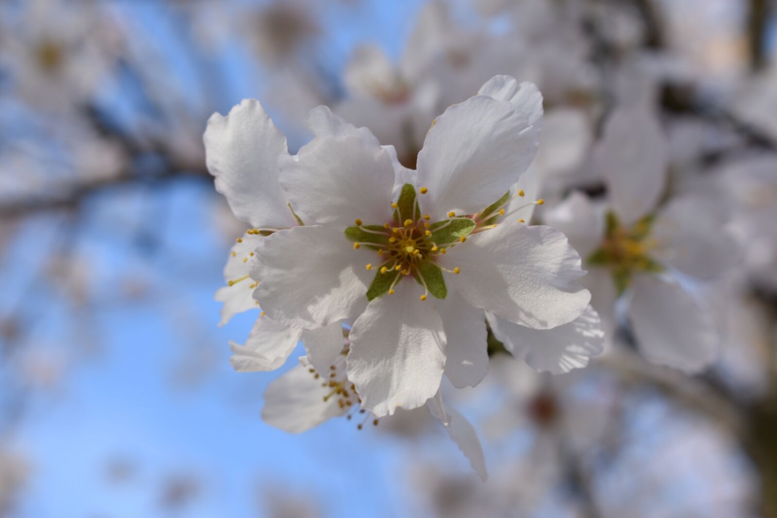 Nikon D3400 sample photo. Almond trees, almond tree photography