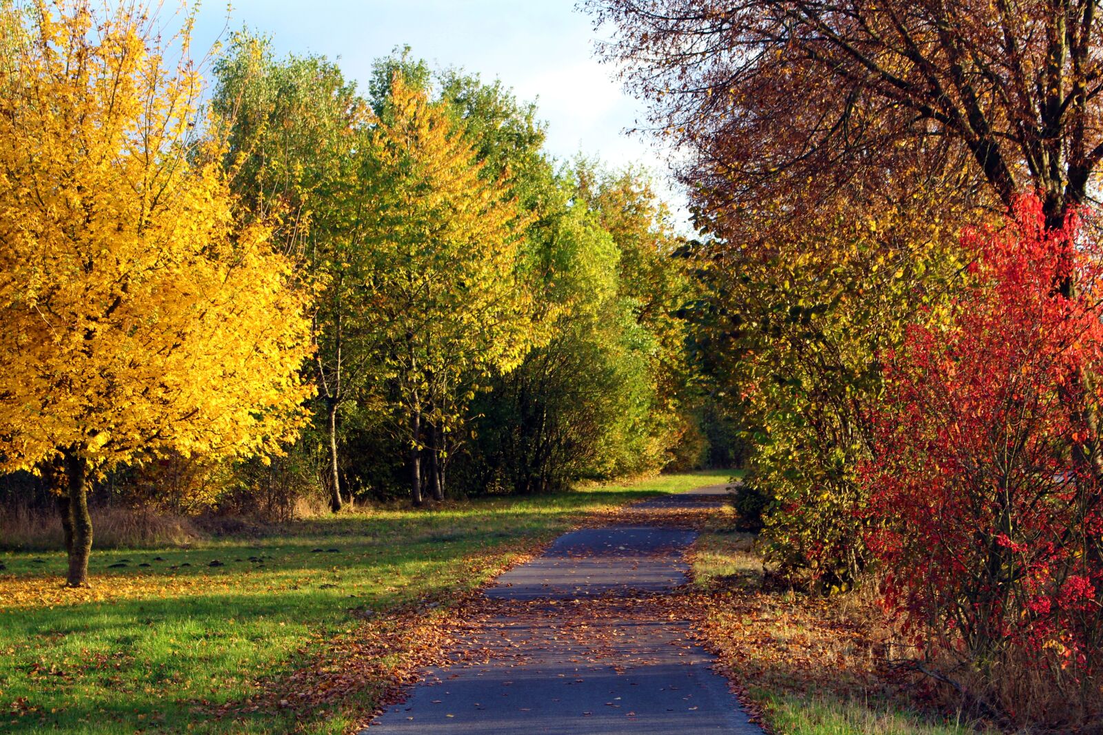 Canon EOS 700D (EOS Rebel T5i / EOS Kiss X7i) sample photo. Away, leaves, autumn photography