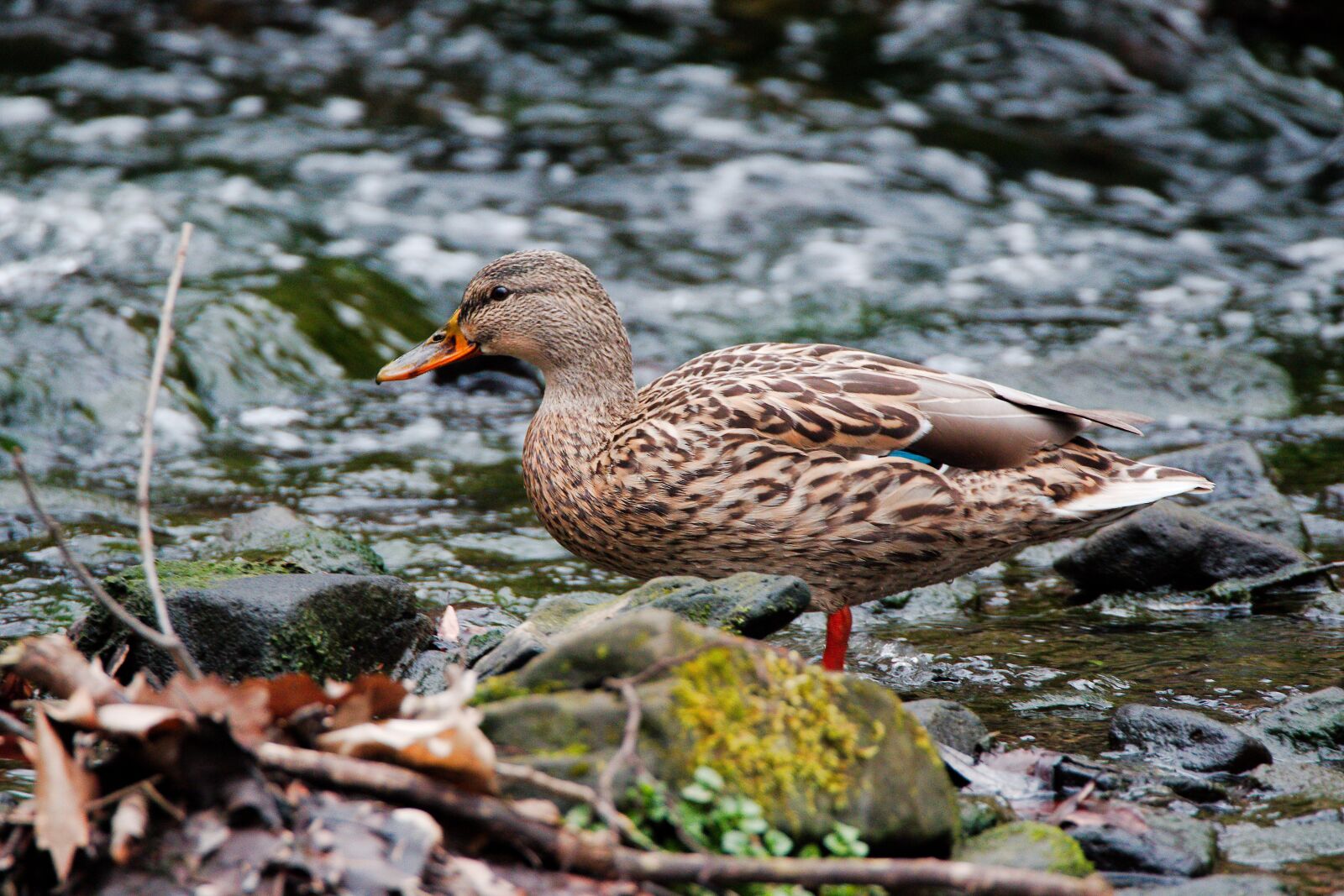 Canon EOS 70D sample photo. Bird, nature, animal world photography
