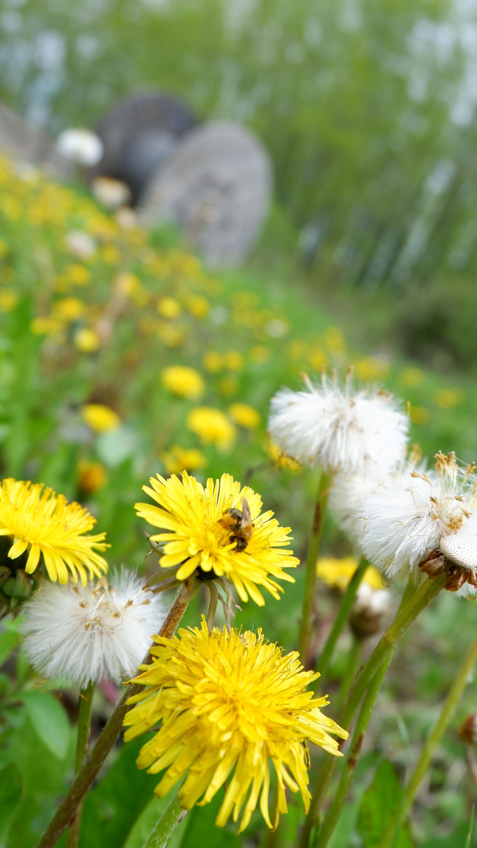 Fujifilm X-A3 + Fujifilm XC 16-50mm F3.5-5.6 OIS II sample photo. Dandelion, bee, nature photography