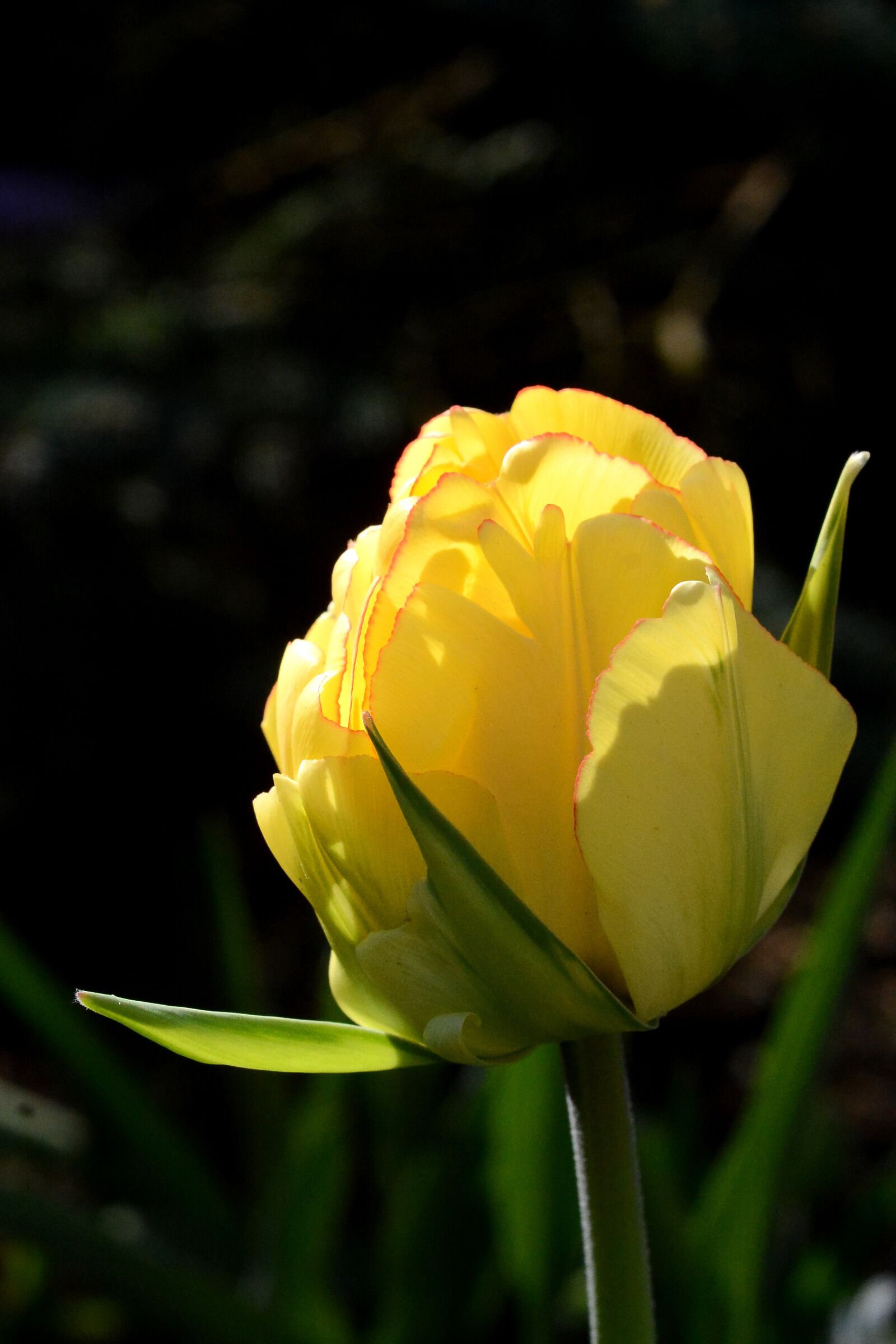 Nikon D7100 sample photo. Light, nature, flower photography