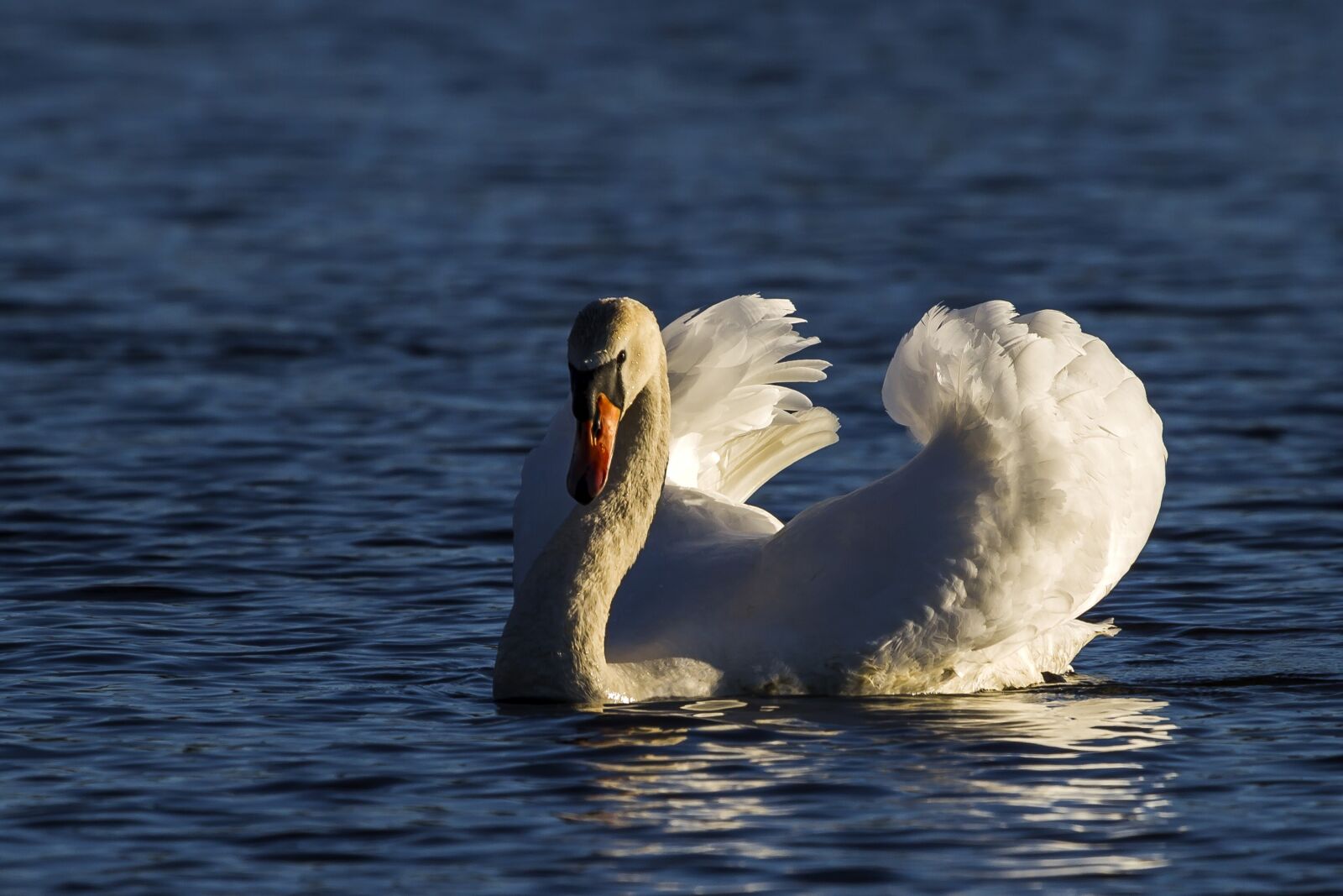 Canon EF 100-400mm F4.5-5.6L IS USM sample photo. Swan, water, bird photography