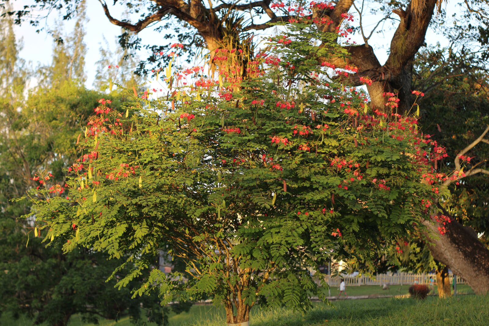 Canon EOS 2000D (EOS Rebel T7 / EOS Kiss X90 / EOS 1500D) sample photo. Tree, flowers, park photography