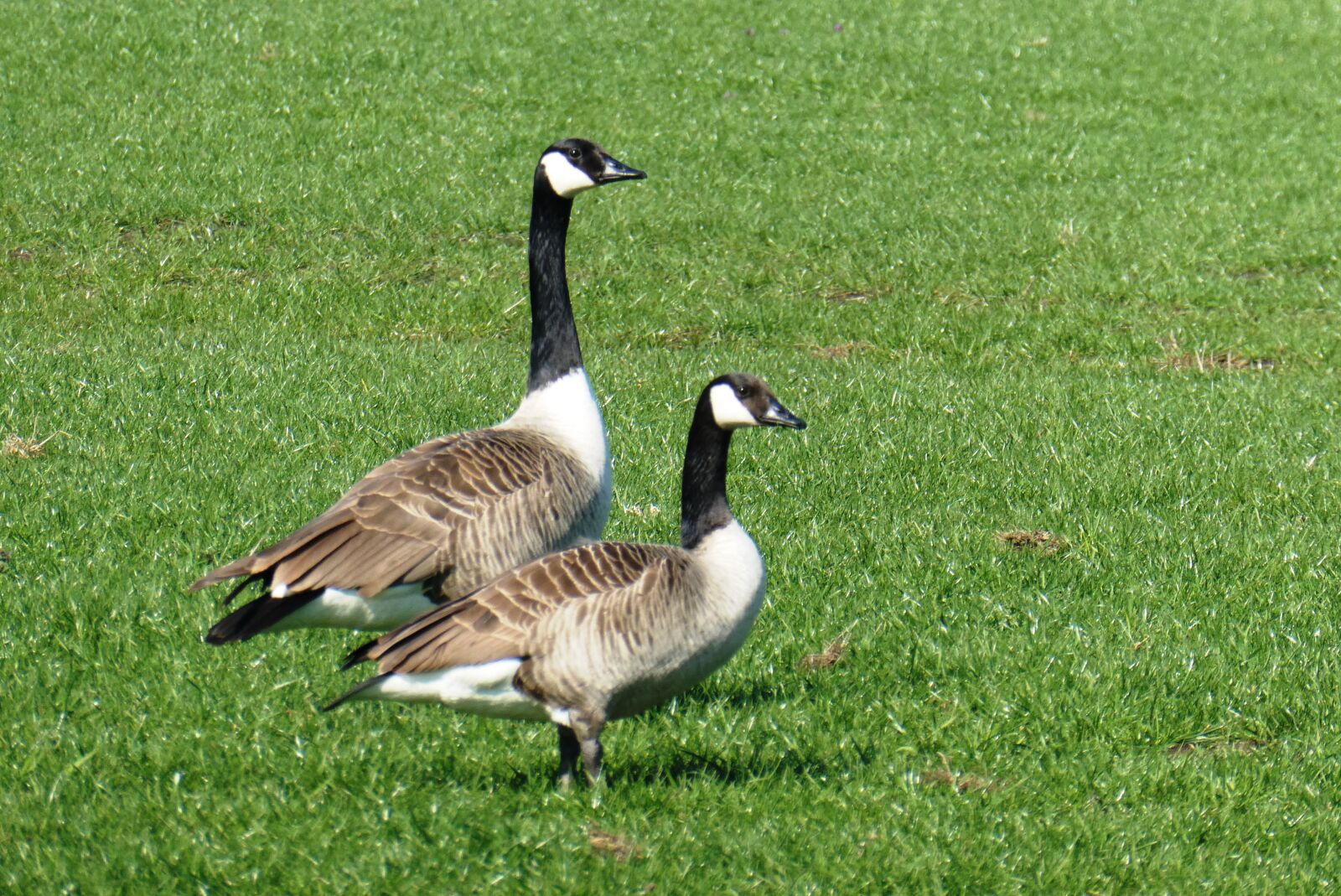 Panasonic Lumix DC-ZS70 (Lumix DC-TZ90) sample photo. Canadian geese, goose, geese photography