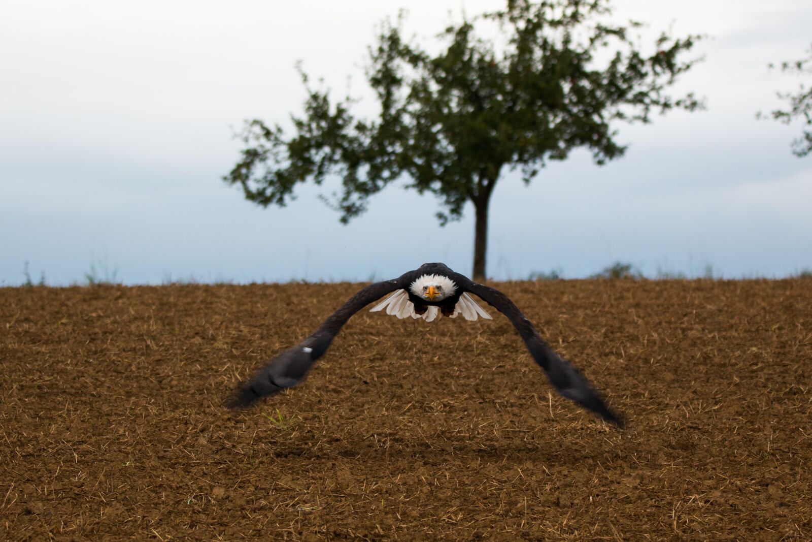150-600mm F5-6.3 DG OS HSM | Contemporary 015 sample photo. Bald eagle, flying, in photography
