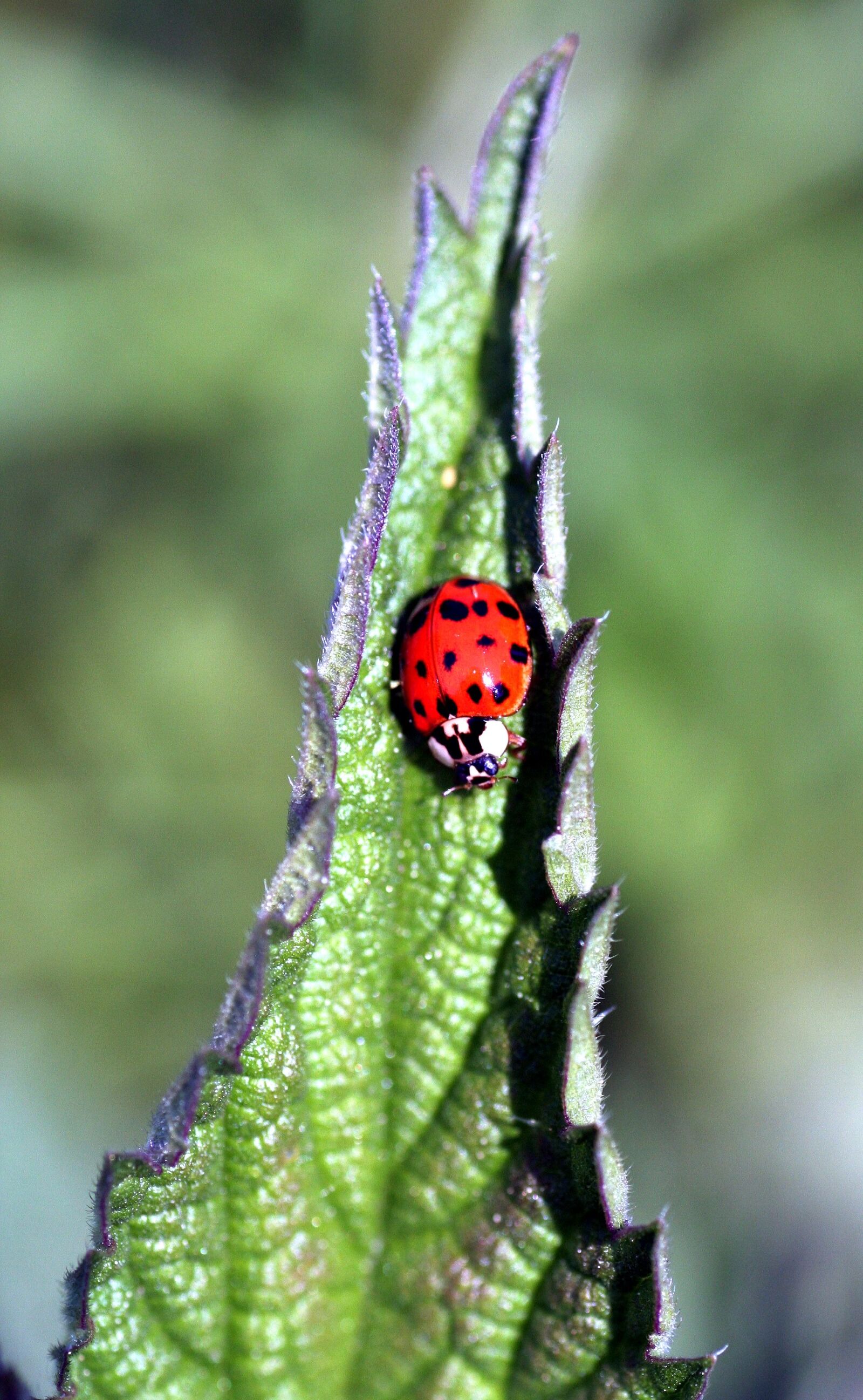 Canon EOS 350D (EOS Digital Rebel XT / EOS Kiss Digital N) sample photo. Ladybug, insect, red photography