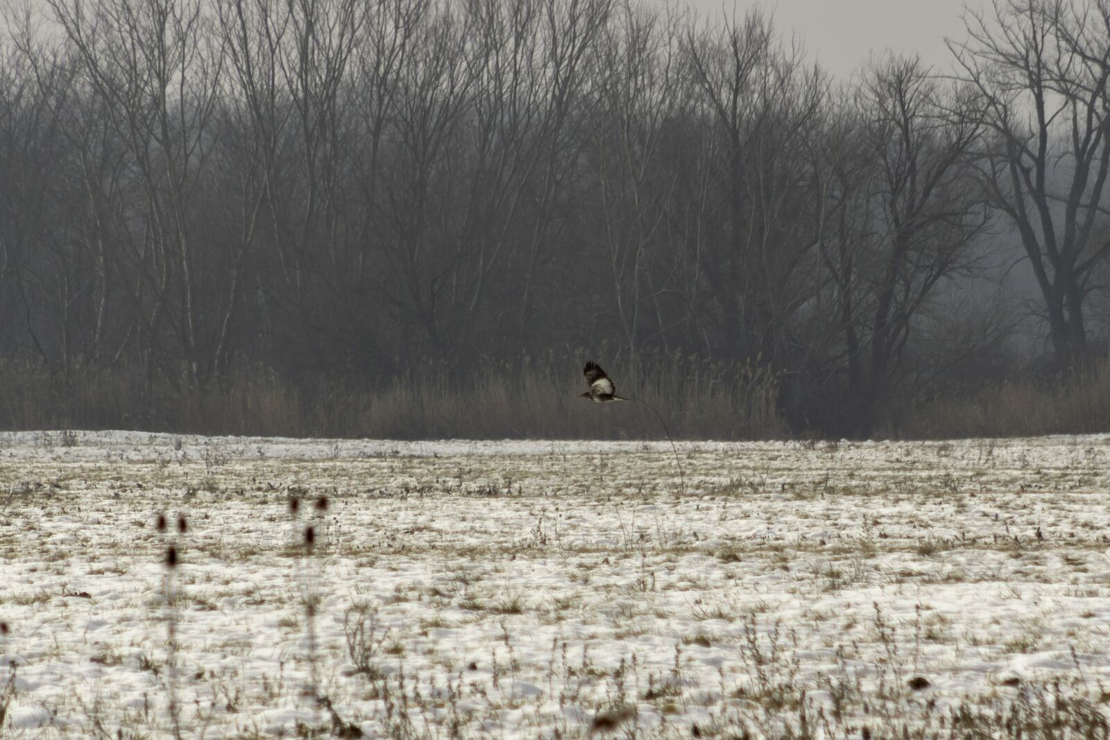 Canon EF75-300mm f/4-5.6 sample photo. Bird of prey, flesh-eating photography