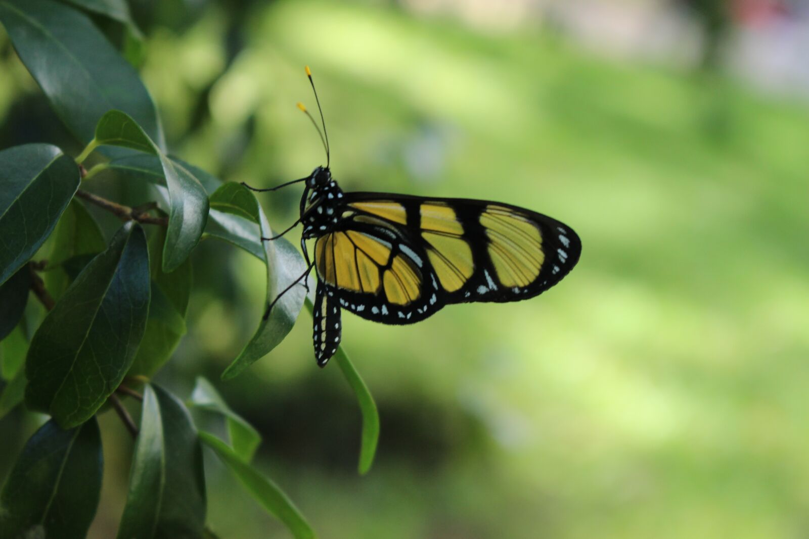 Canon EOS 100D (EOS Rebel SL1 / EOS Kiss X7) sample photo. Butterfly, view, nature photography