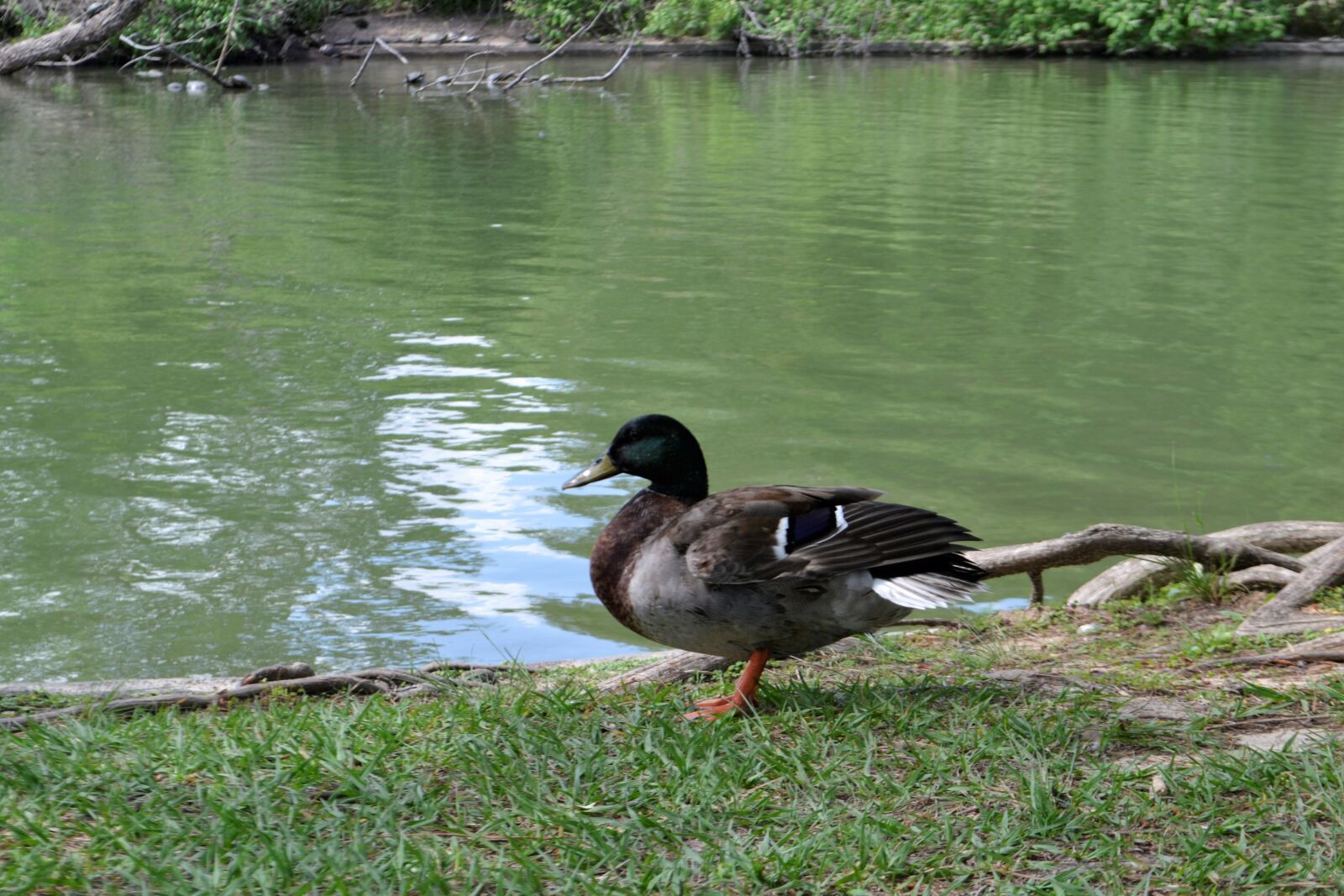 Nikon D3100 sample photo. Water, nature, lake photography