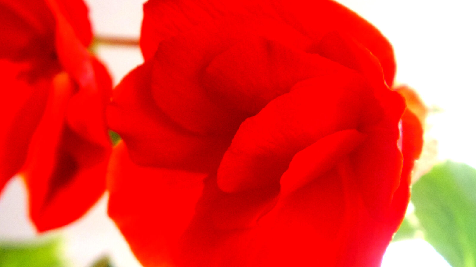 Pentax Q10 sample photo. Flower photography