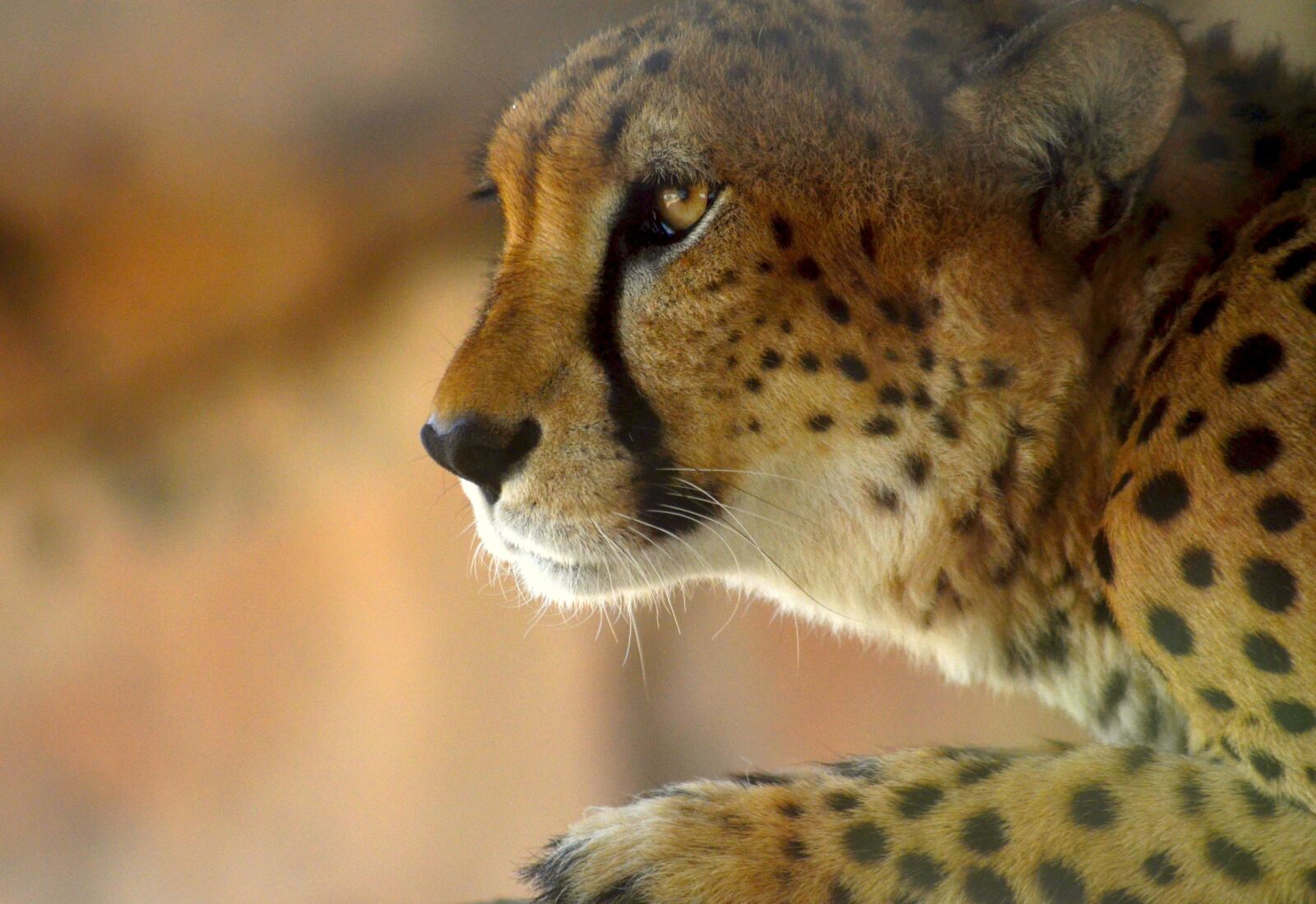 Nikon D5100 sample photo. Big cat, leopard, cat photography