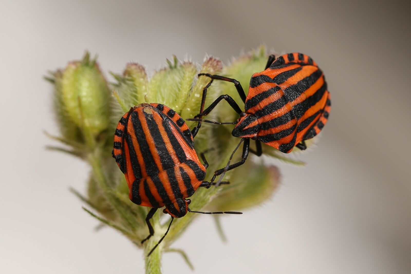 Canon EF 100mm F2.8L Macro IS USM sample photo. Animals, bugs, striped photography