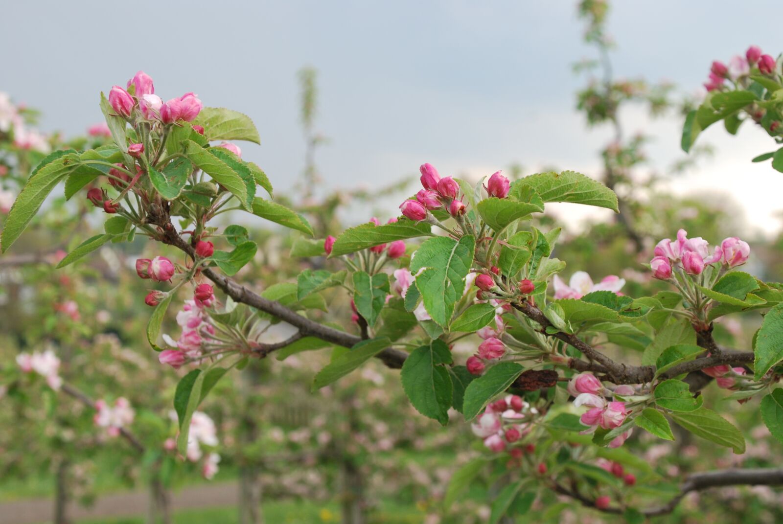 Nikon D60 sample photo. Nature, cherry blossom, lower photography