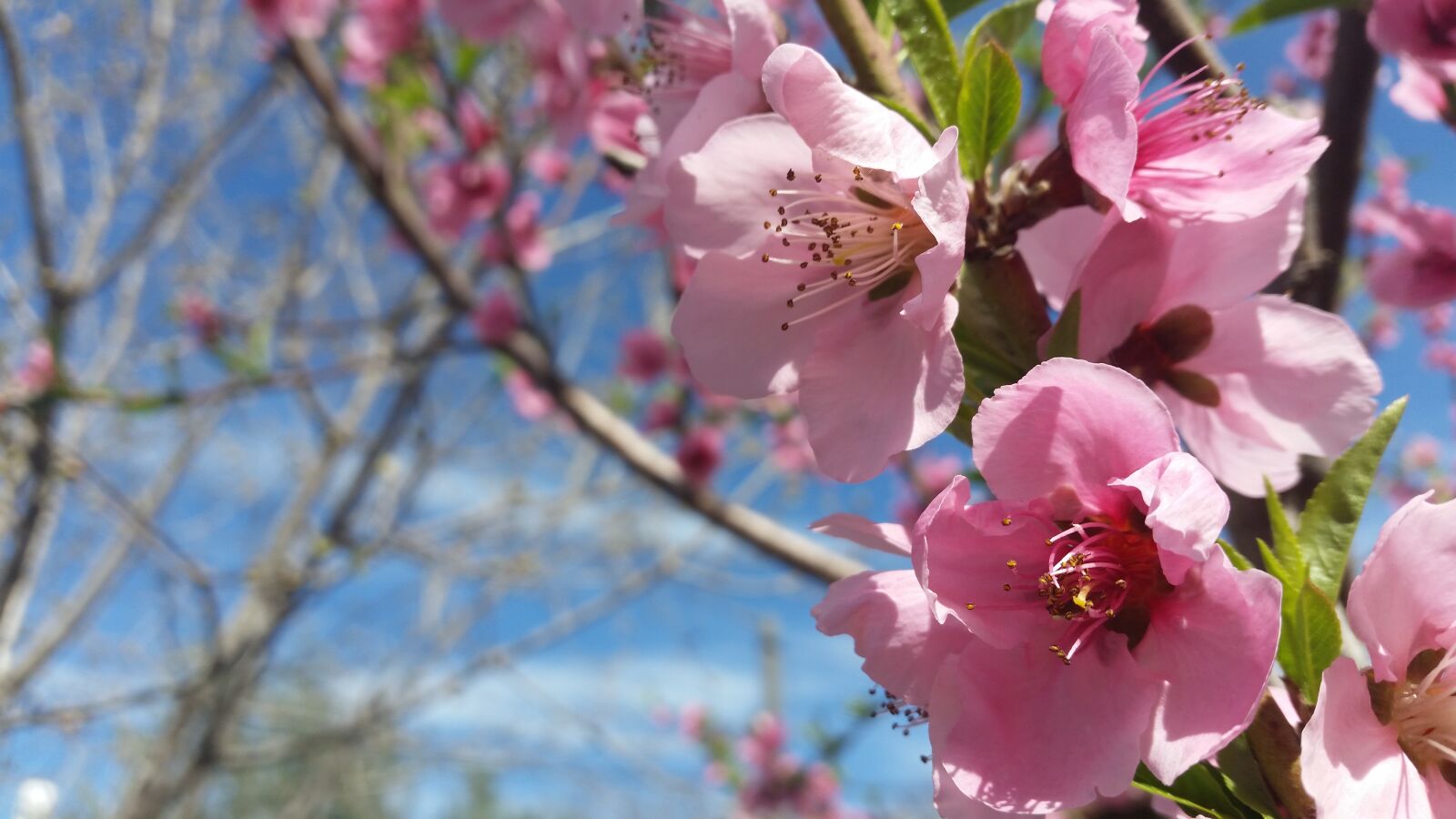 Samsung Galaxy S5 sample photo. The, almond, blossom photography