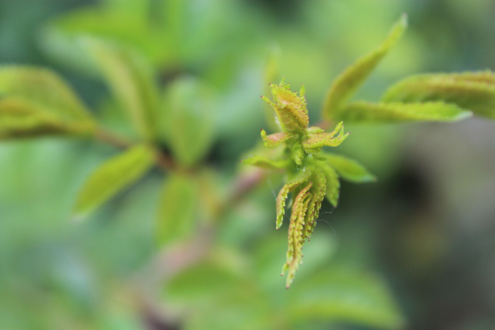 Canon EOS 600D (Rebel EOS T3i / EOS Kiss X5) sample photo. Plant, green, spring photography