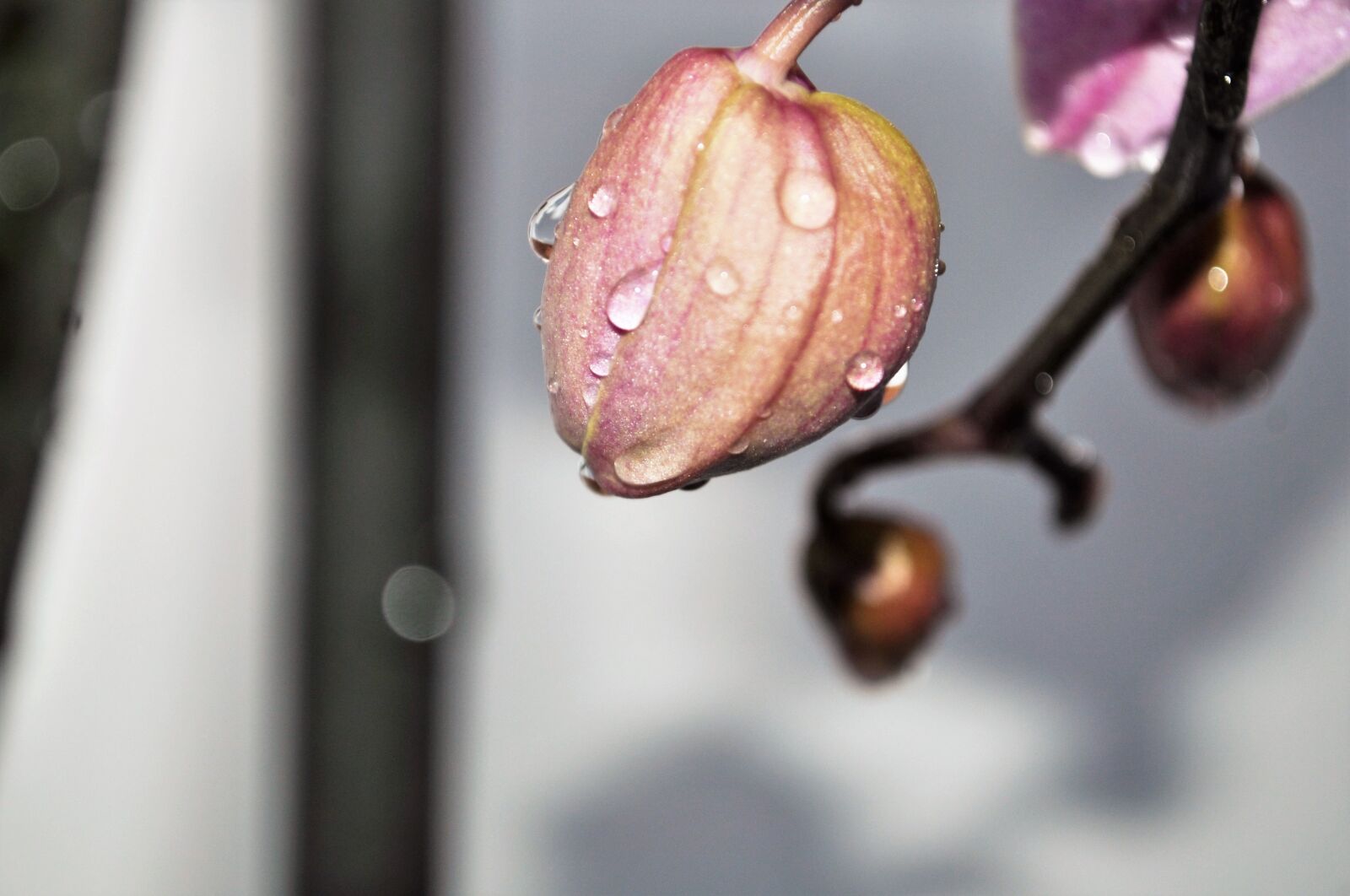 Nikon D5000 sample photo. Orchid, bud, plant photography