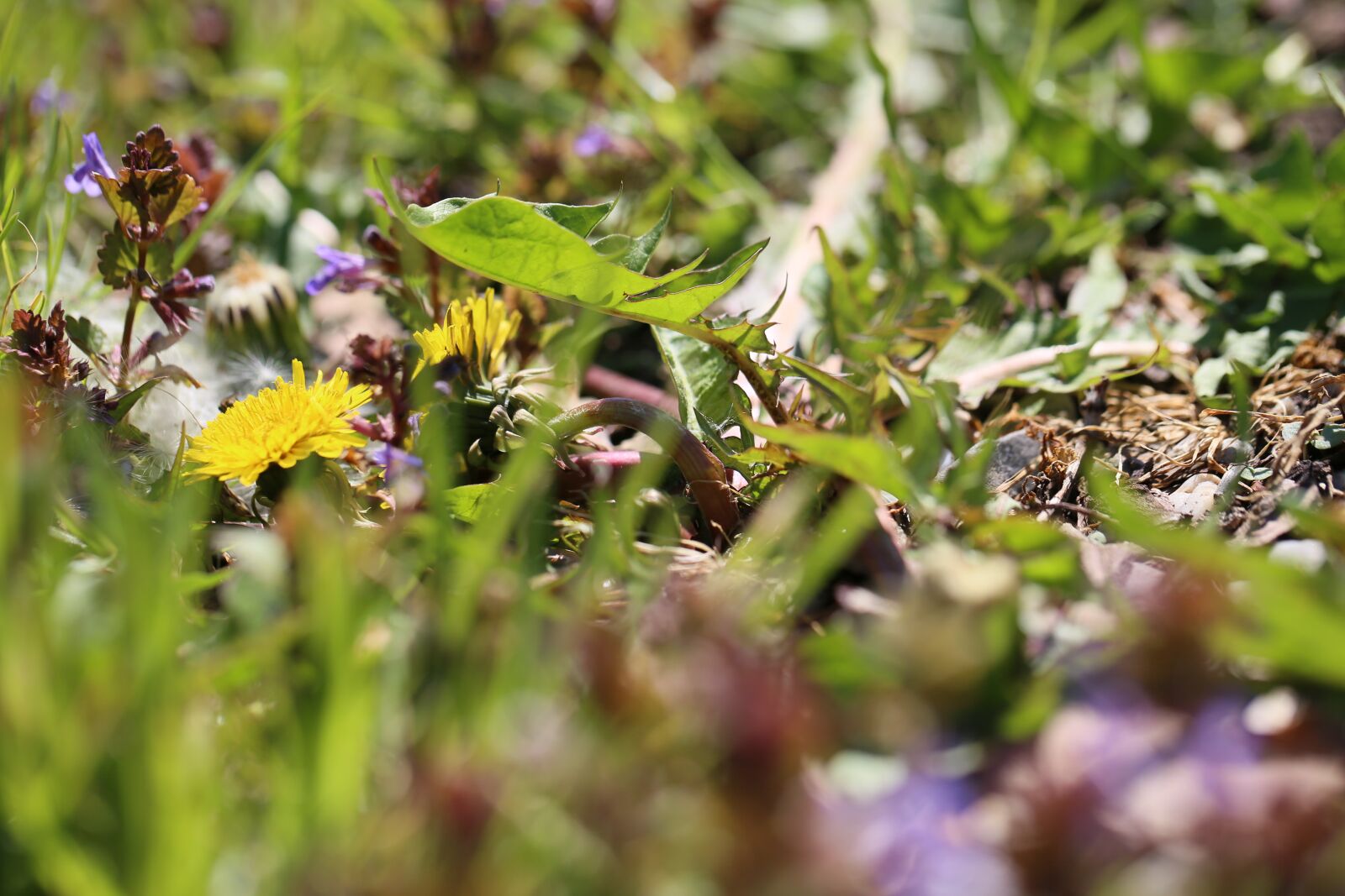Canon EF 100mm F2.8L Macro IS USM sample photo. Grass, meadow, flowers photography