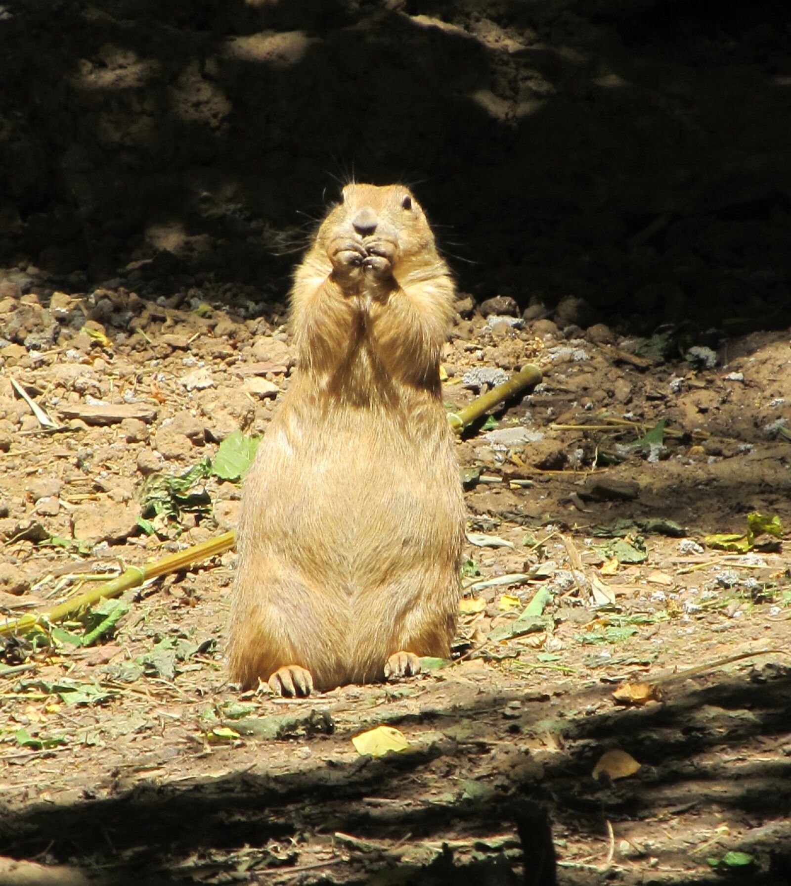 Canon PowerShot SX130 IS sample photo. Prairie dog, portrait, close photography