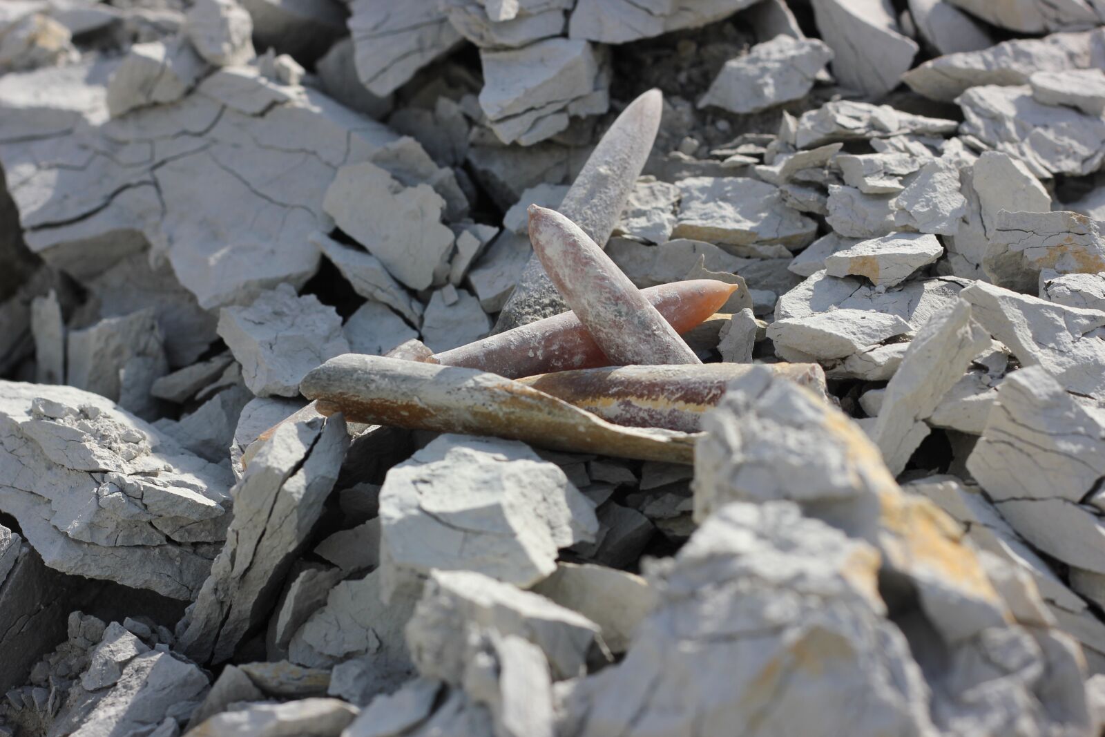 Canon EOS 550D (EOS Rebel T2i / EOS Kiss X4) sample photo. Fossils, thunderbolt, belemit photography