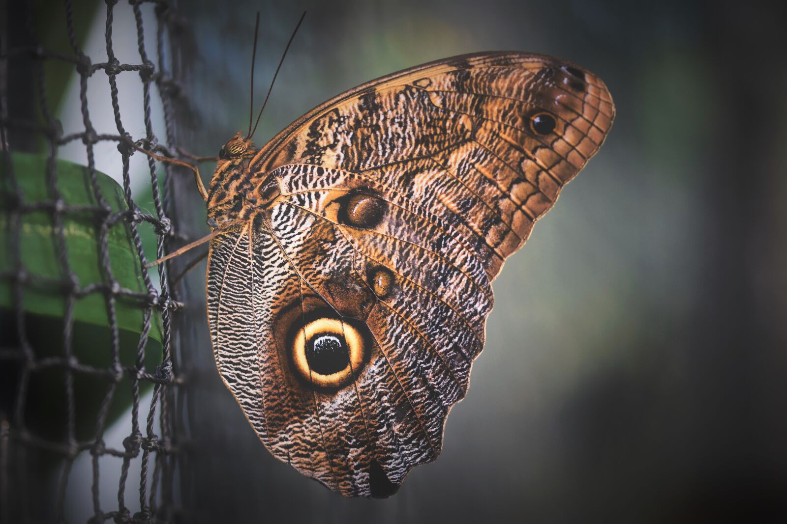 Nikon D7200 sample photo. Butterfly, tropical butterfly, exotic photography