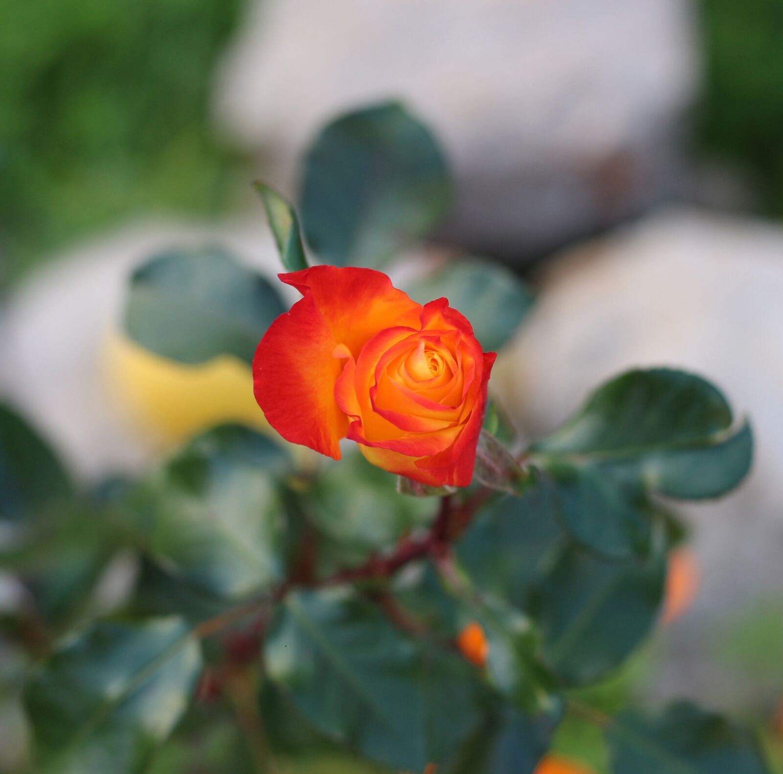Canon EOS 700D (EOS Rebel T5i / EOS Kiss X7i) sample photo. Bright, orange, yellow photography