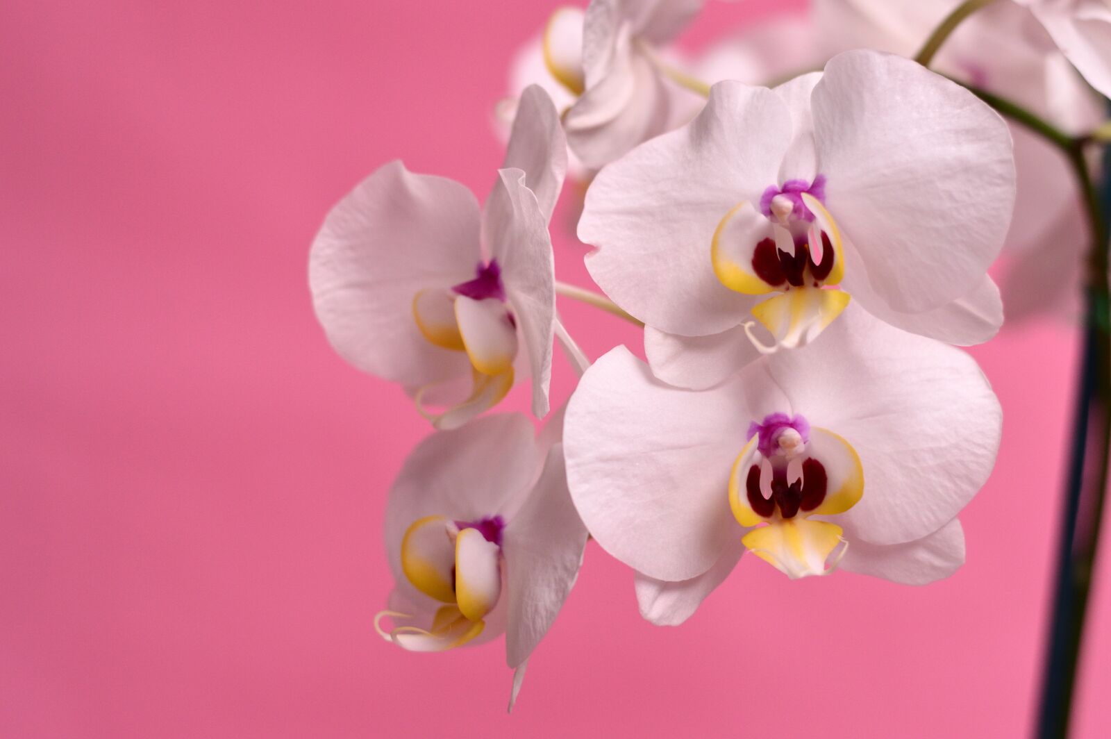 Nikon D3200 sample photo. Orchid, tropical, flower photography