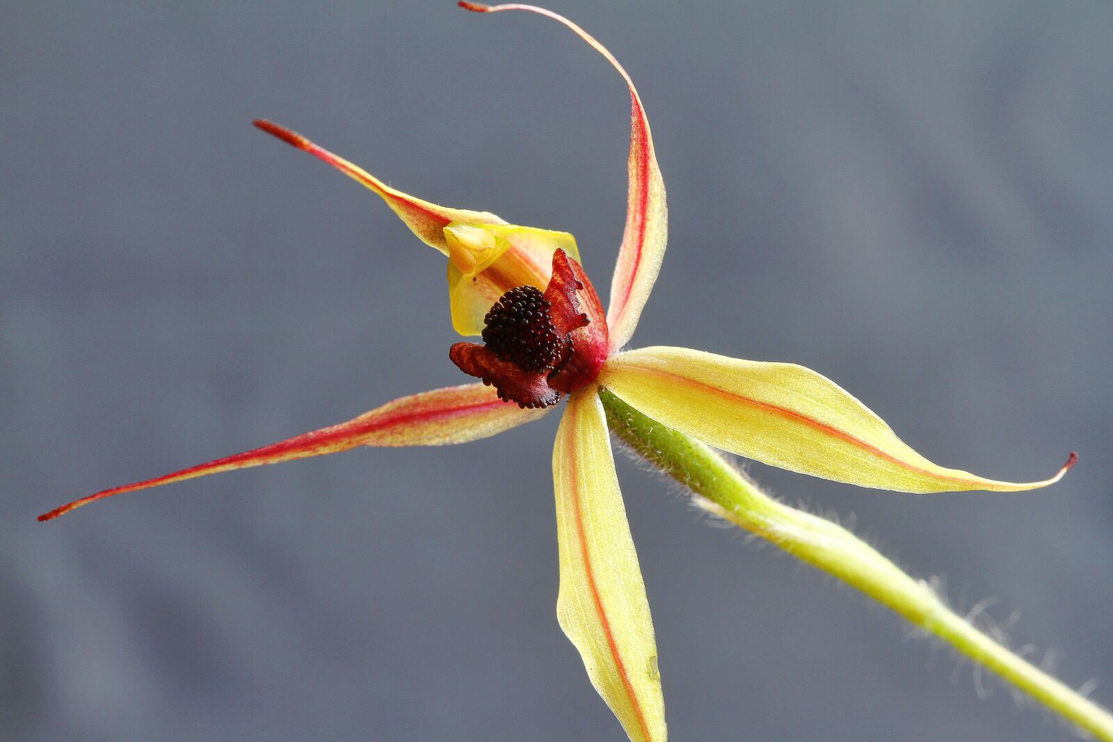 Canon EOS 7D + Canon EF 100mm F2.8 Macro USM sample photo. Kojonup, leaping spider orchid photography