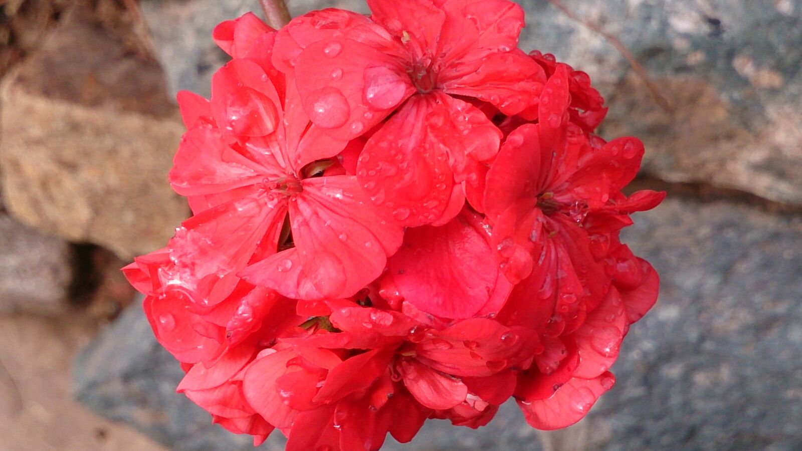 Sony Xperia ZR sample photo. Flower, beauty, water photography