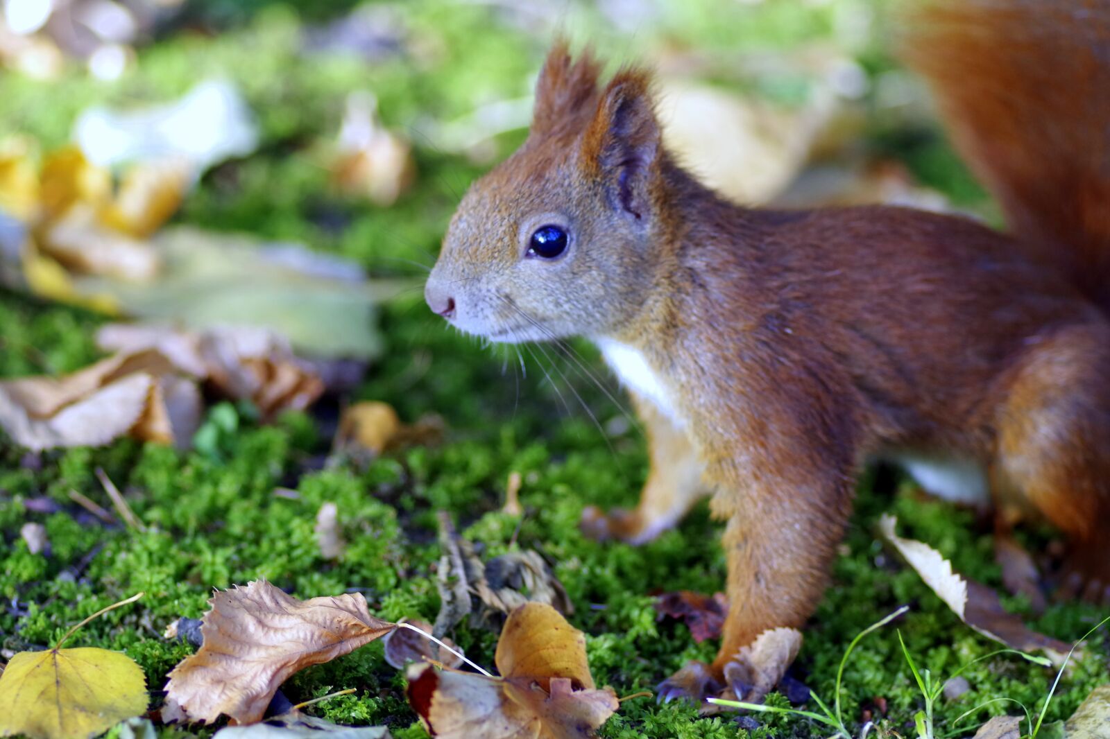 Pentax K-S2 sample photo. The squirrel, animal, rodent photography