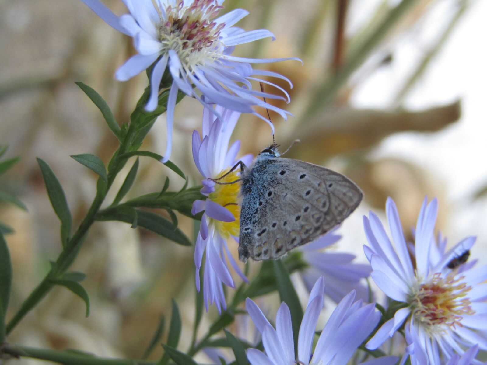Canon PowerShot SX410 IS sample photo. Azure, butterfly, azure cordouan photography