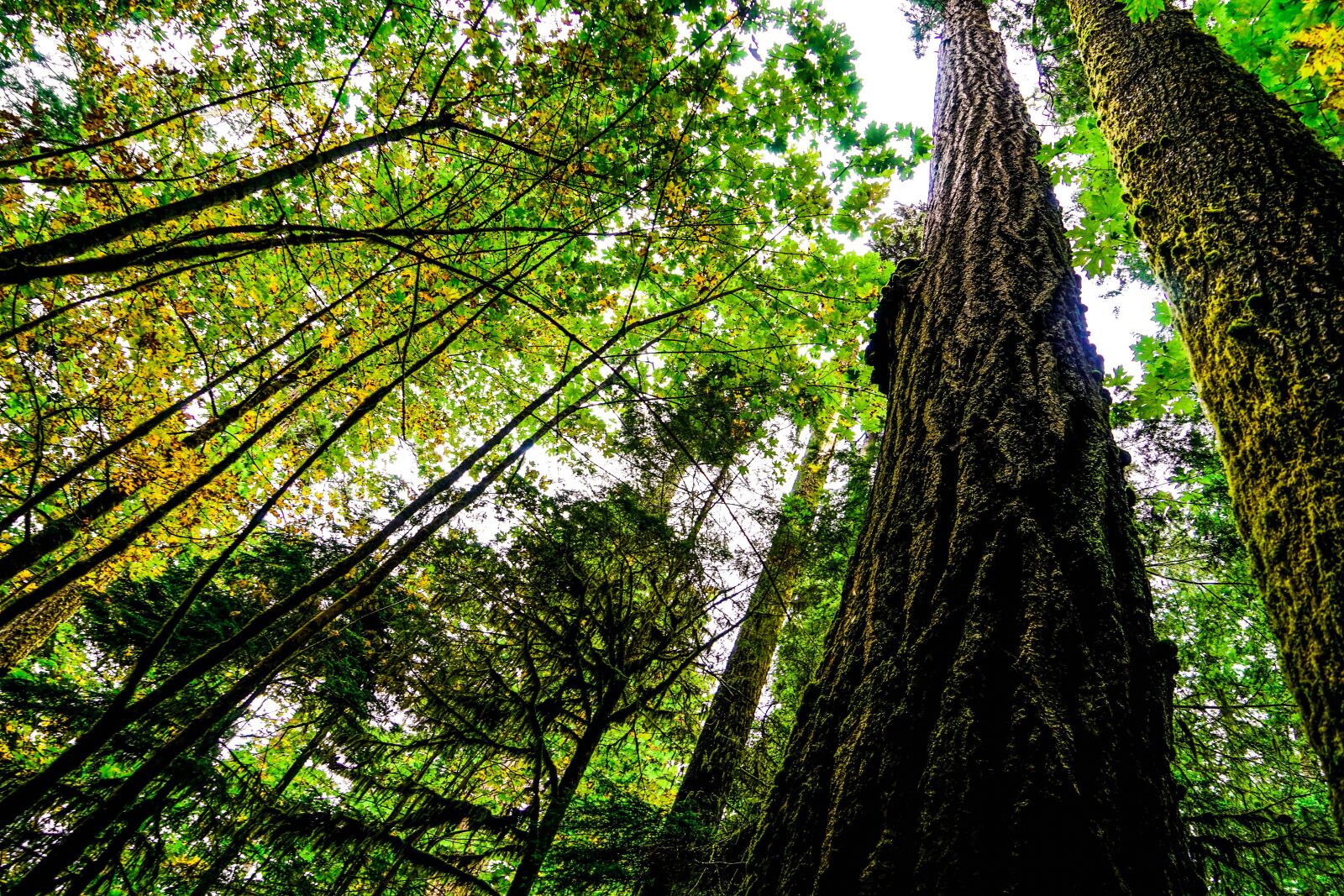 Sony a7 + Sony Vario Tessar T* FE 24-70mm F4 ZA OSS sample photo. Forest, trees, nature photography