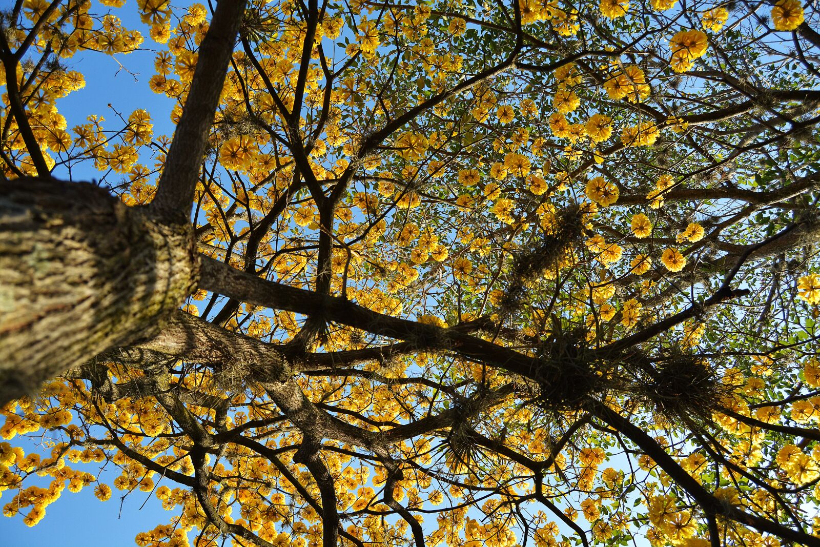 Nikon D5200 sample photo. Tree, cuts, tegucigalpa photography