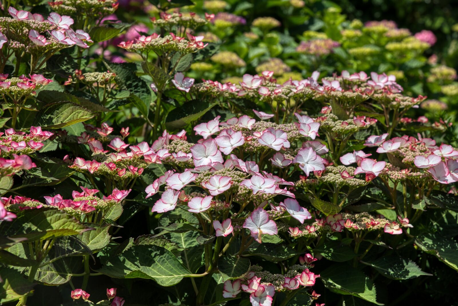 Nikon D750 sample photo. Hydrangeas, hydrangea, hydrangeaceae photography