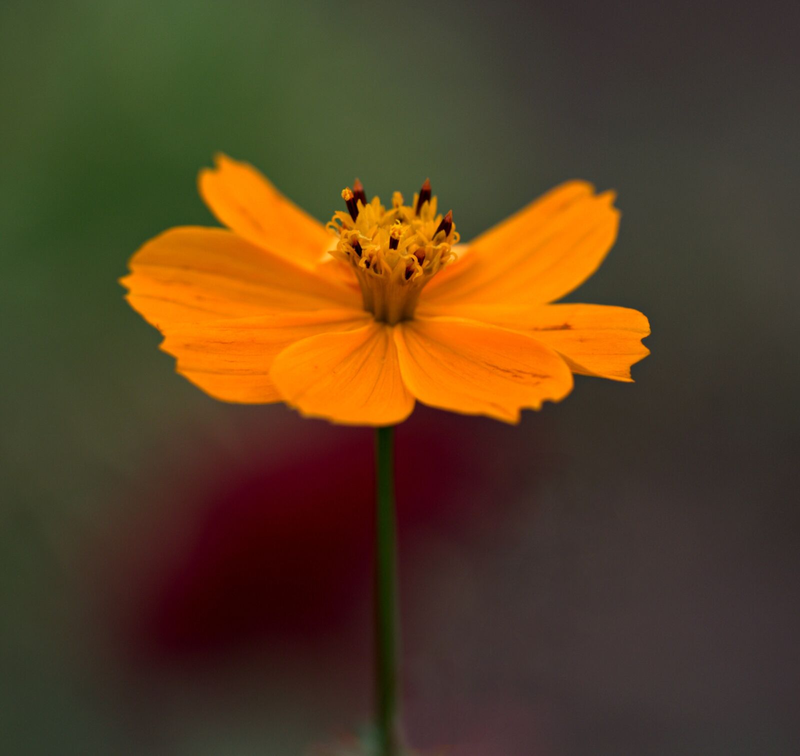 Canon EF-S 60mm F2.8 Macro USM sample photo. Flower, orange, petals photography