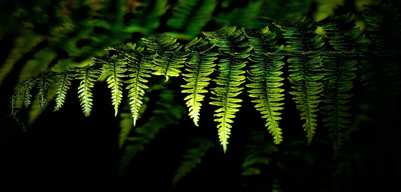Sony a6000 + Sony E 18-200mm F3.5-6.3 OSS LE sample photo. Fern, fern plant, green photography