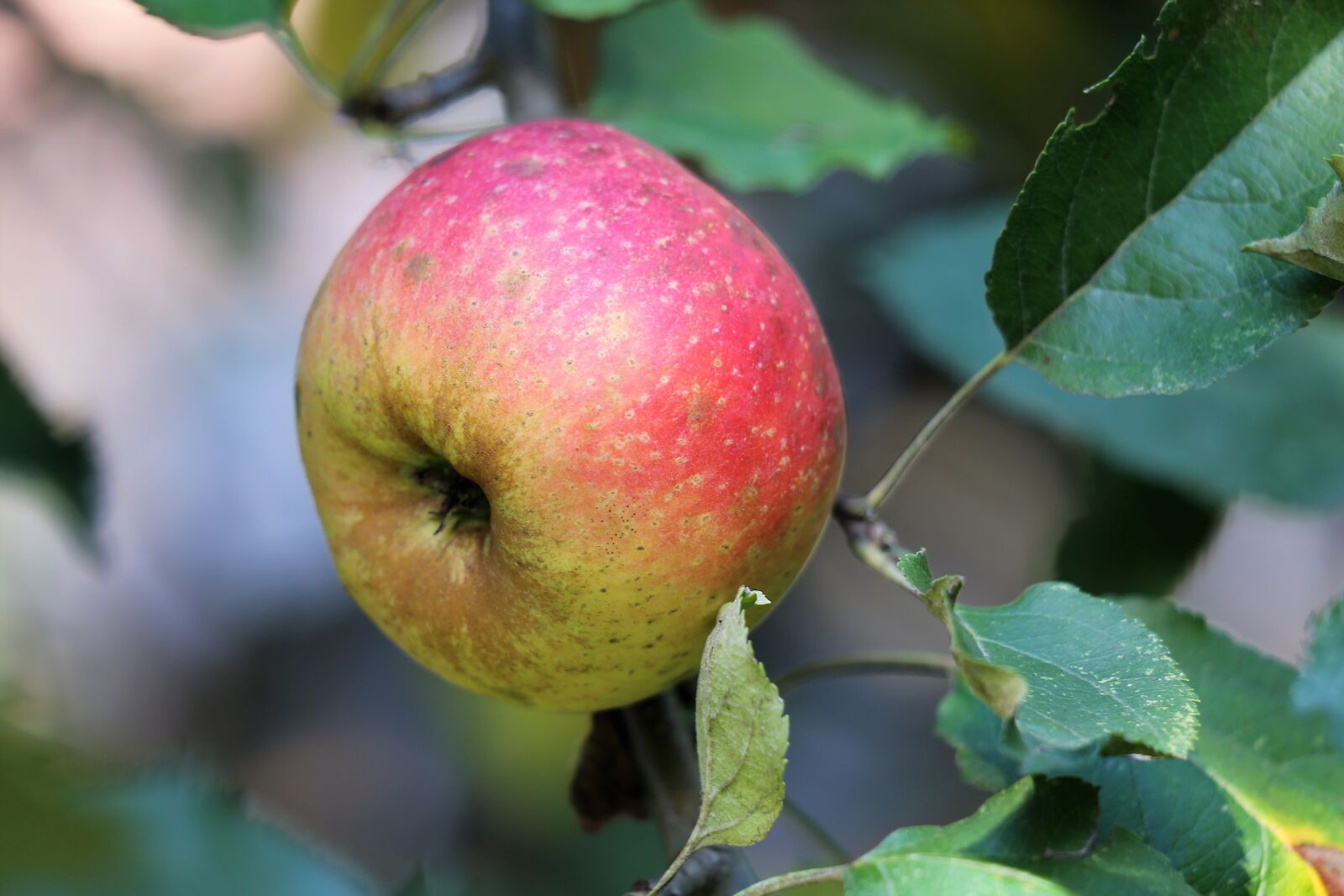 Canon EF 70-300 F4-5.6 IS II USM sample photo. Apple, red boscoop, fruit photography