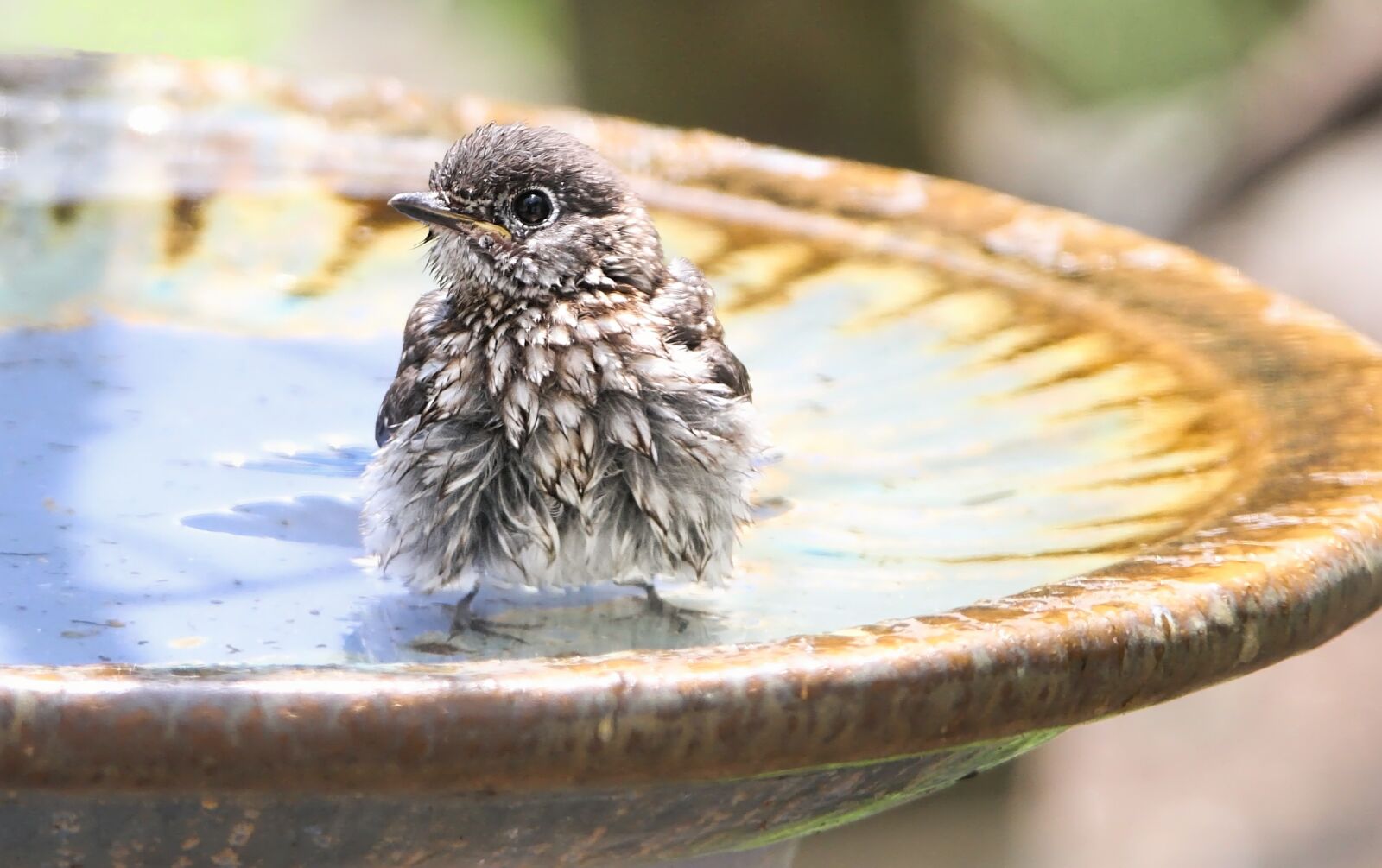 Tamron SP 150-600mm F5-6.3 Di VC USD sample photo. Eastern bluebird, bluebird, fledgling photography