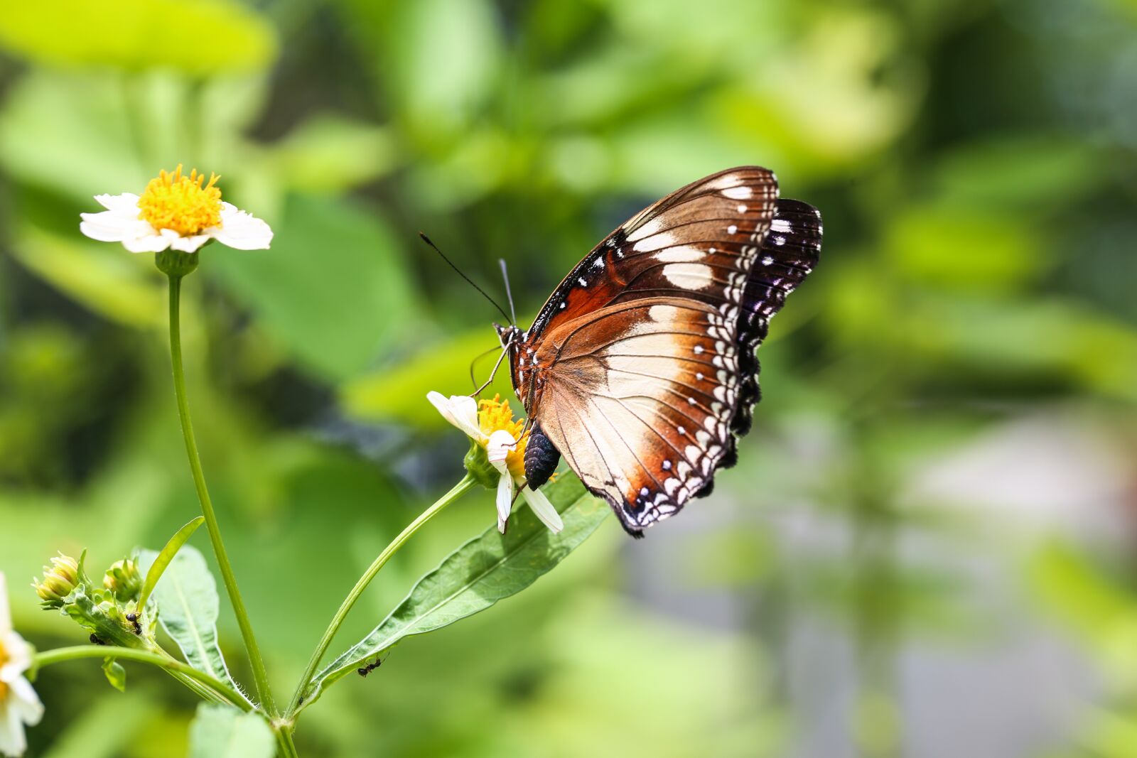 Canon EF 100mm F2.8L Macro IS USM sample photo. Butterfly, animal, nature photography