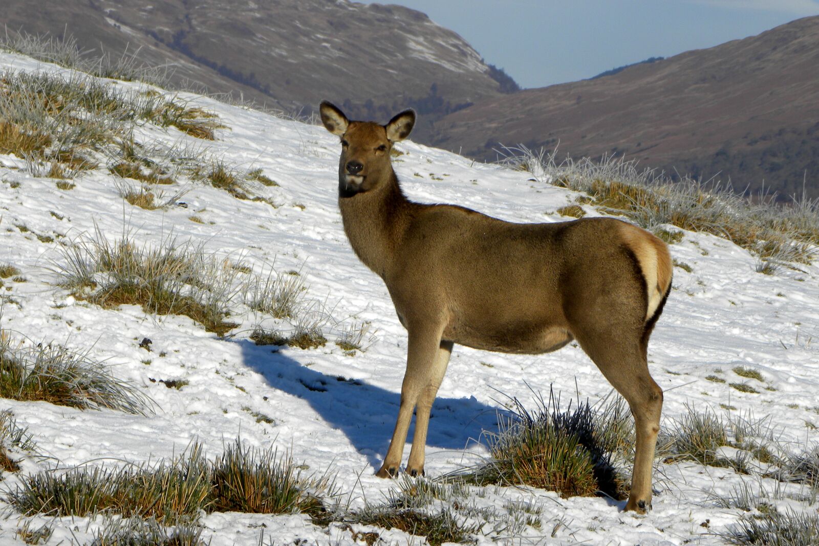 Nikon Coolpix P90 sample photo. Deer, nature, animal photography