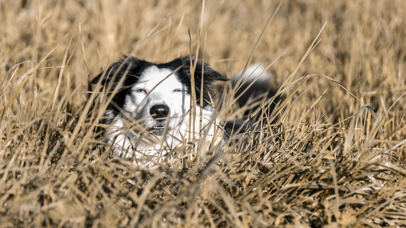 Canon EOS 800D (EOS Rebel T7i / EOS Kiss X9i) sample photo. Dog, bordercollie, pet photography