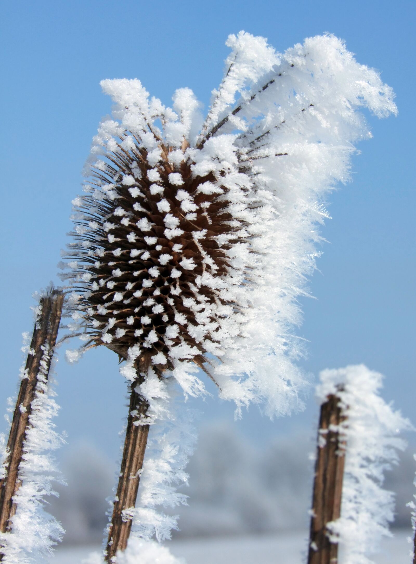 Fujifilm FinePix S100fs sample photo. Forest christmas, dipsacus fullonum photography