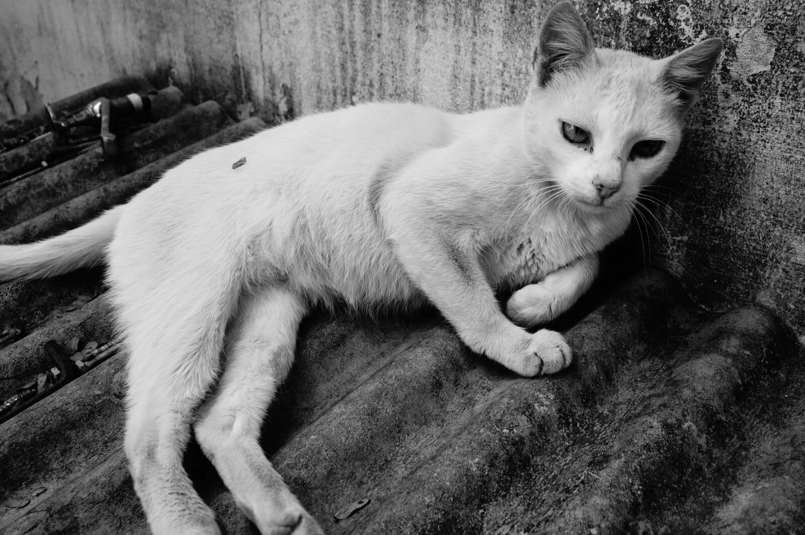 Sony Alpha NEX-F3 + Sony E 18-55mm F3.5-5.6 OSS sample photo. Gata, feline, animal photography