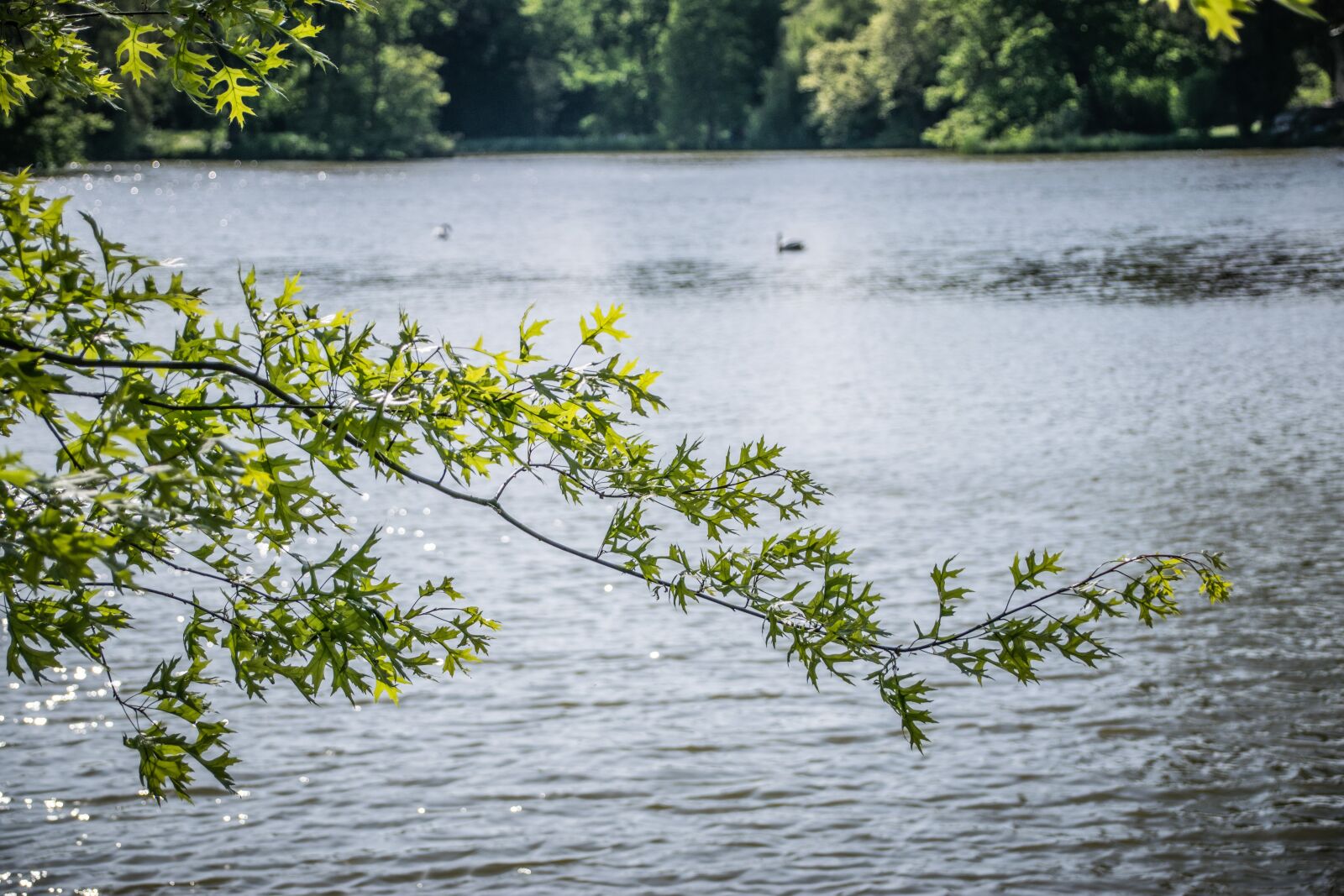 Nikon D5300 sample photo. Lake, still life, water photography